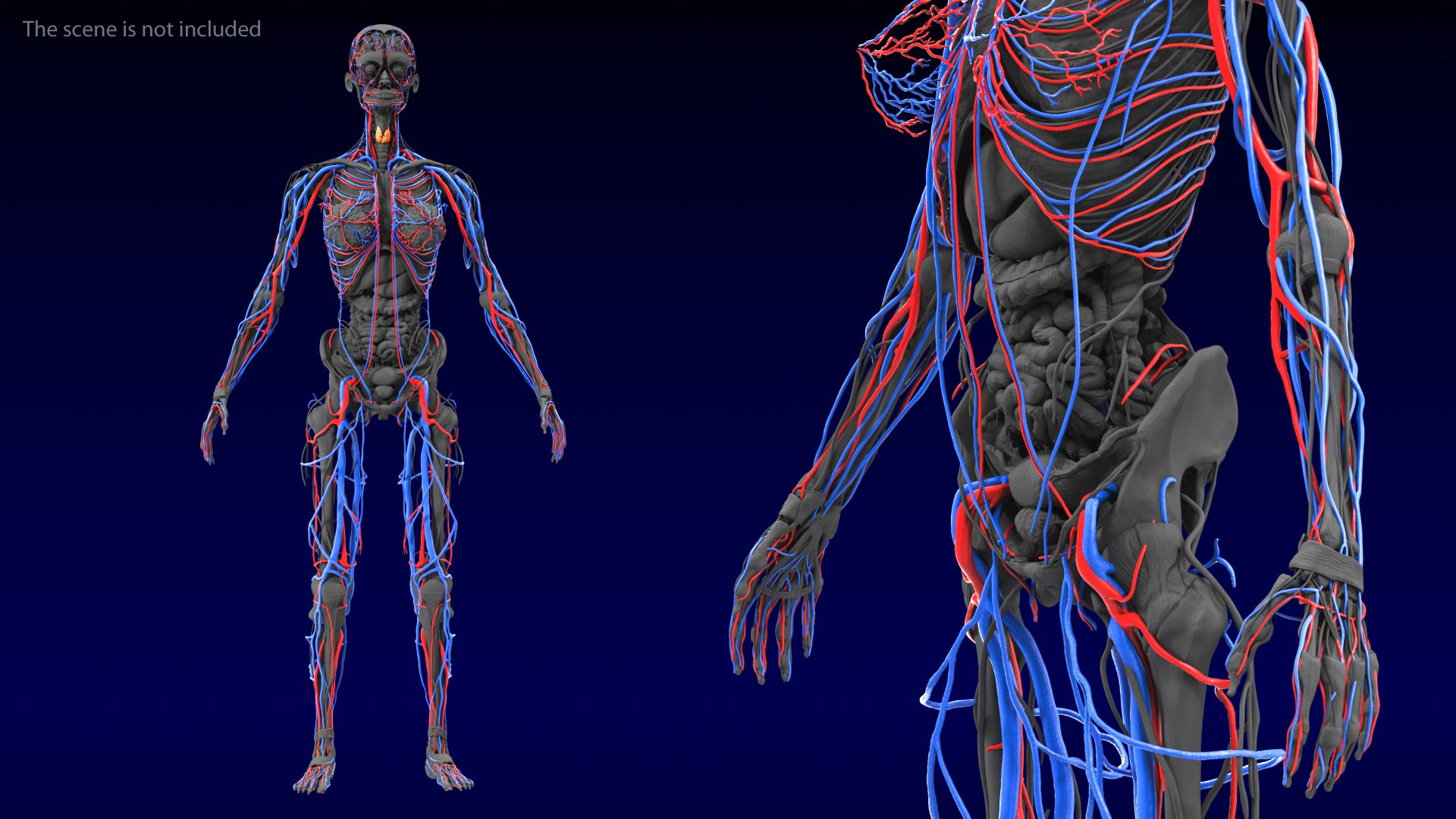 male female body anatomy 3D model https://p.turbosquid.com/ts-thumb/E7/qYydGV/Qt/maleandfemalebodyanatomycollectionmb3dmodel075/jpg/1613242588/1920x1080/fit_q87/7c20ca5bd99a3177ba6a32e82fcd1113184d4b64/maleandfemalebodyanatomycollectionmb3dmodel075.jpg