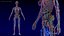 Sammlung der Anatomie des männlichen und weiblichen Körpers