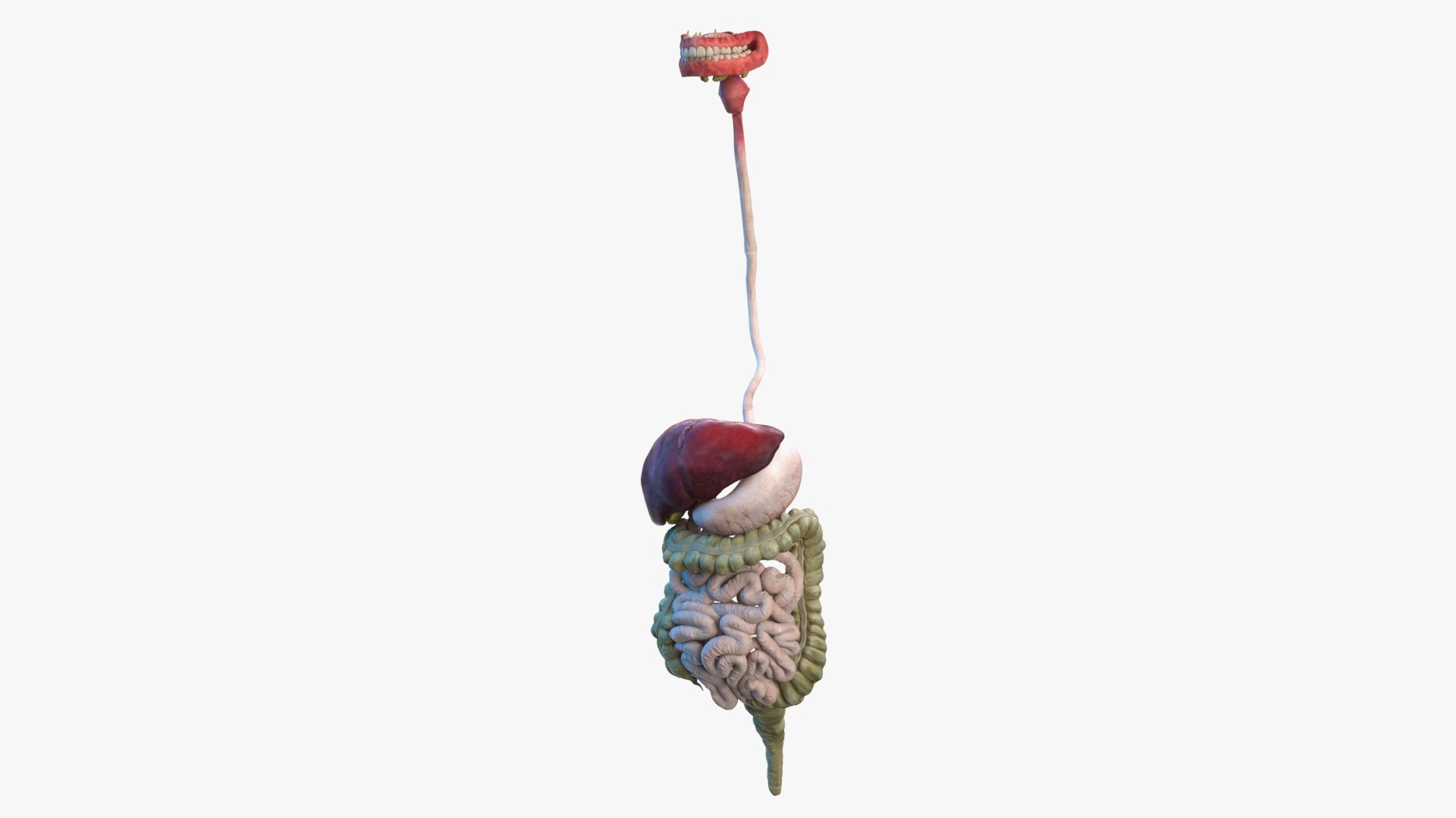 male female body anatomy 3D model https://p.turbosquid.com/ts-thumb/E7/qYydGV/SC/maleandfemalebodyanatomycollectionmb3dmodel061/jpg/1613242506/1920x1080/fit_q87/8d0be4ff4cb091b1958ae5b21fccb789dd5b4856/maleandfemalebodyanatomycollectionmb3dmodel061.jpg