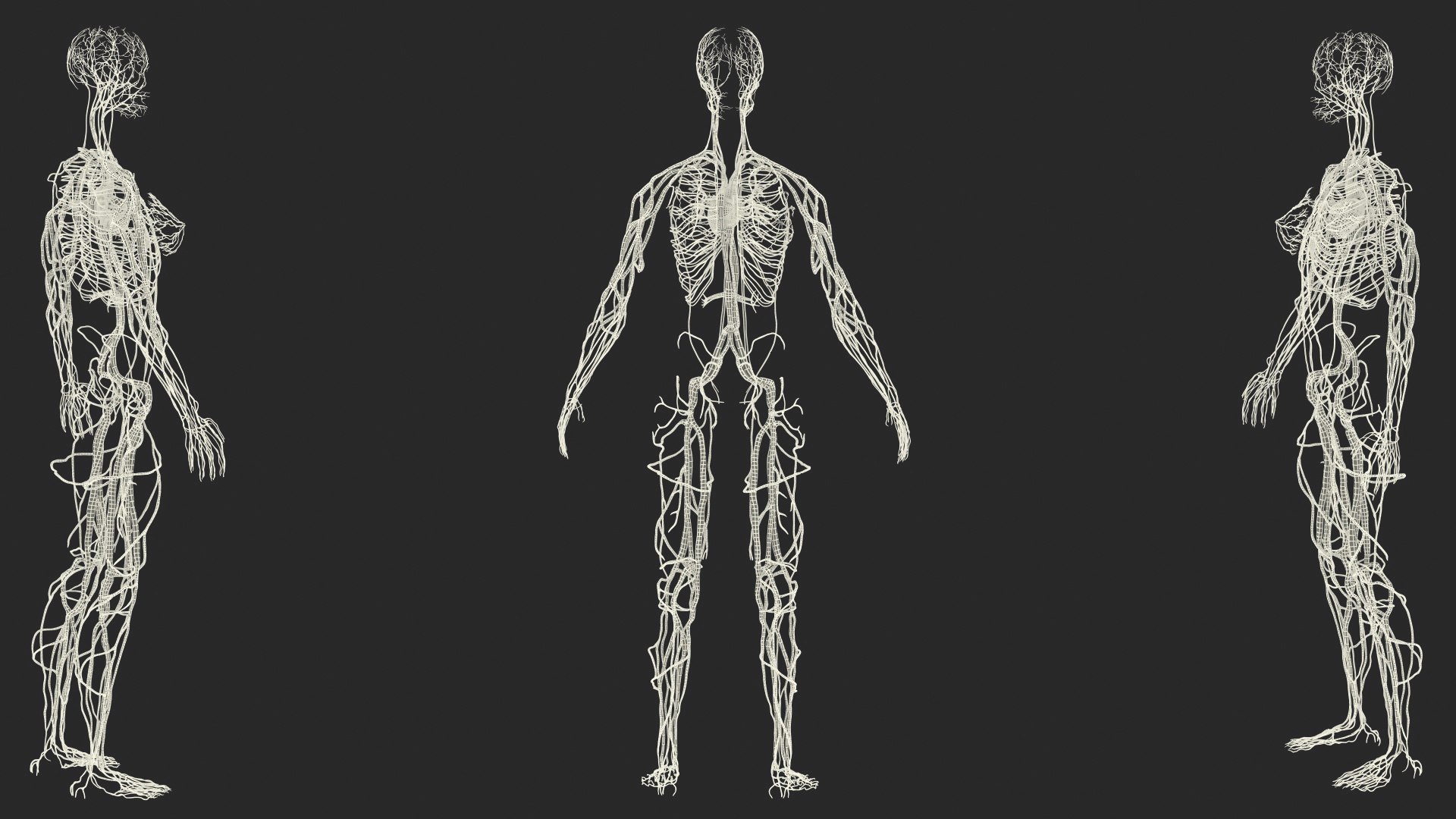 male female body anatomy 3D model https://p.turbosquid.com/ts-thumb/E7/qYydGV/T4/maleandfemalebodyanatomycollectionmb3dmodel222/jpg/1613242768/1920x1080/fit_q87/aa8b523f5e78eb09537566e24b1d45a04c4a84bd/maleandfemalebodyanatomycollectionmb3dmodel222.jpg