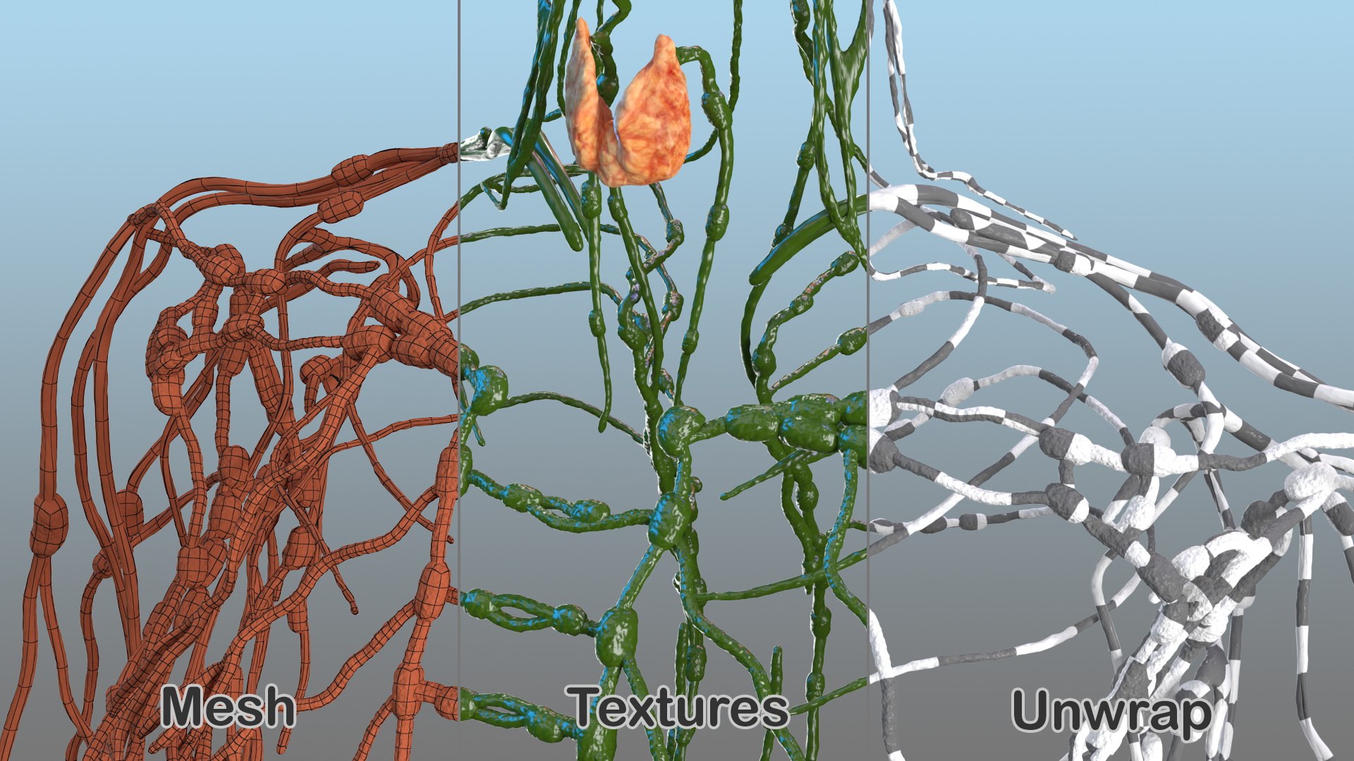 male female body anatomy 3D model https://p.turbosquid.com/ts-thumb/E7/qYydGV/T7/maleandfemalebodyanatomycollectionmb3dmodel051/jpg/1613242509/1920x1080/fit_q87/0db57993294e55bdae099e5bfe8dd8344dceb2d5/maleandfemalebodyanatomycollectionmb3dmodel051.jpg