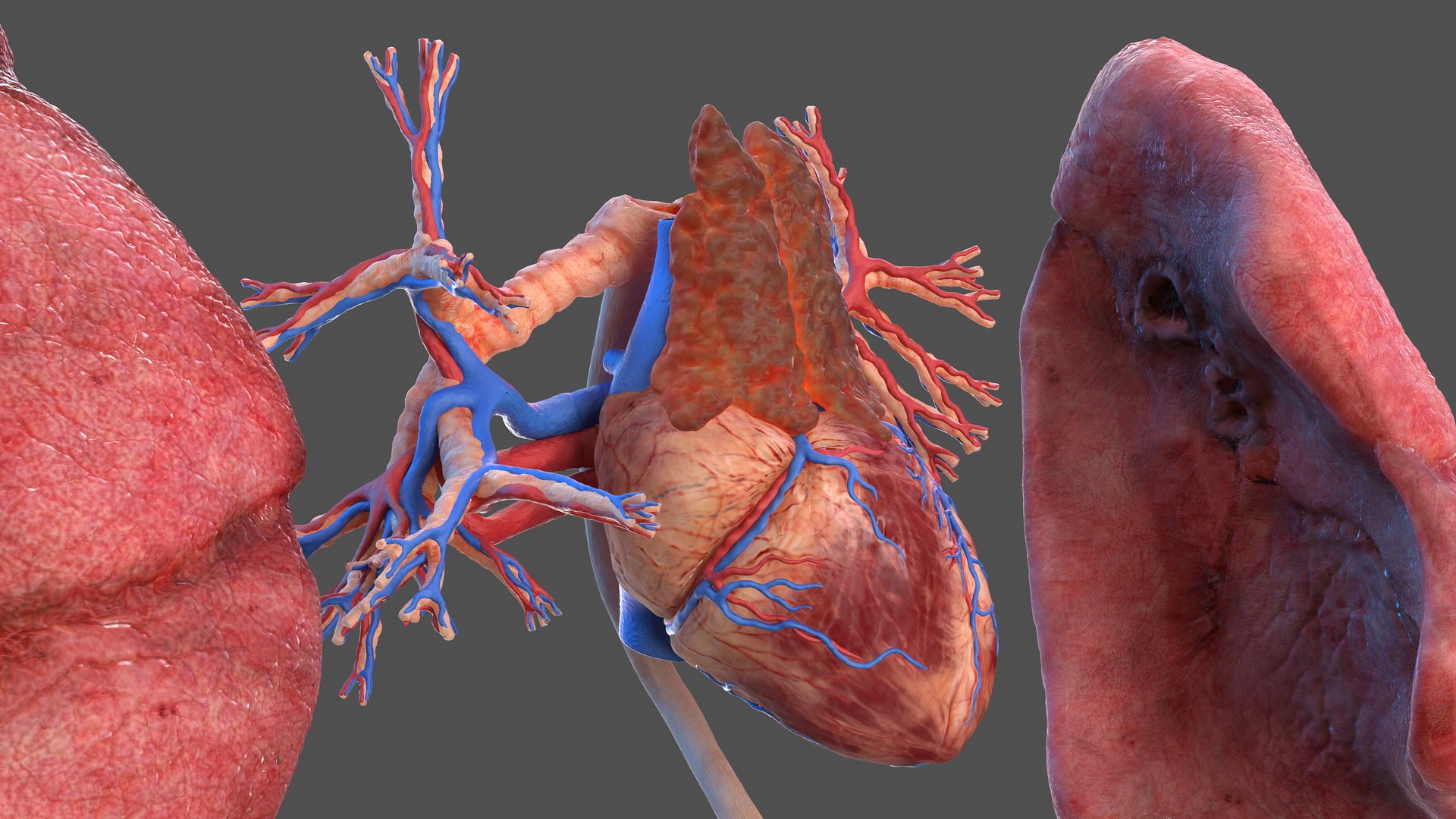 male female body anatomy 3D model https://p.turbosquid.com/ts-thumb/E7/qYydGV/U6/maleandfemalebodyanatomycollectionmb3dmodel115/jpg/1613242572/1920x1080/fit_q87/244f154f264cd7f1a0c94a5f4197a5fefca13b80/maleandfemalebodyanatomycollectionmb3dmodel115.jpg