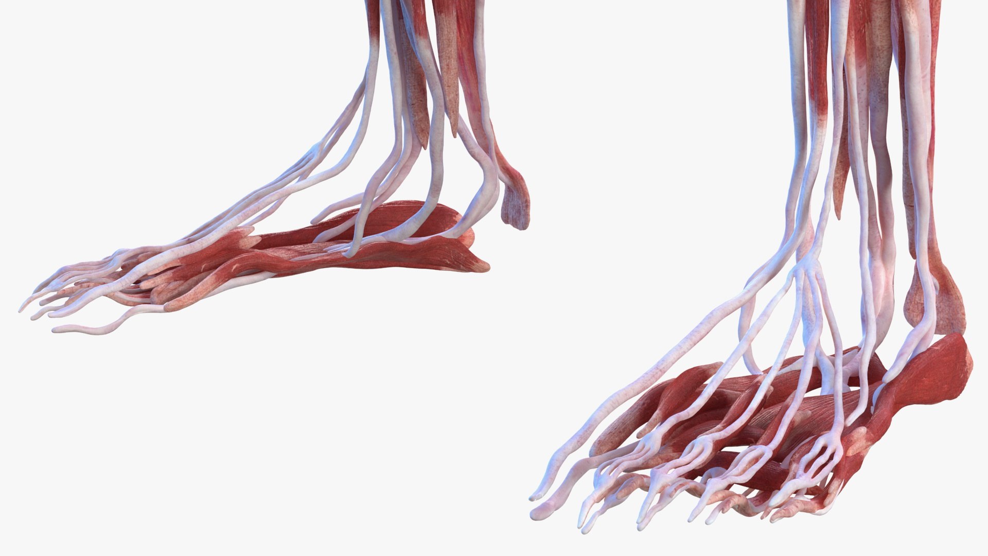 male female body anatomy 3D model https://p.turbosquid.com/ts-thumb/E7/qYydGV/W6/maleandfemalebodyanatomycollectionmb3dmodel029/jpg/1613242453/1920x1080/fit_q87/ad949f2ac6c9d44dbc3dbfcd0a89b83fb35ccce1/maleandfemalebodyanatomycollectionmb3dmodel029.jpg