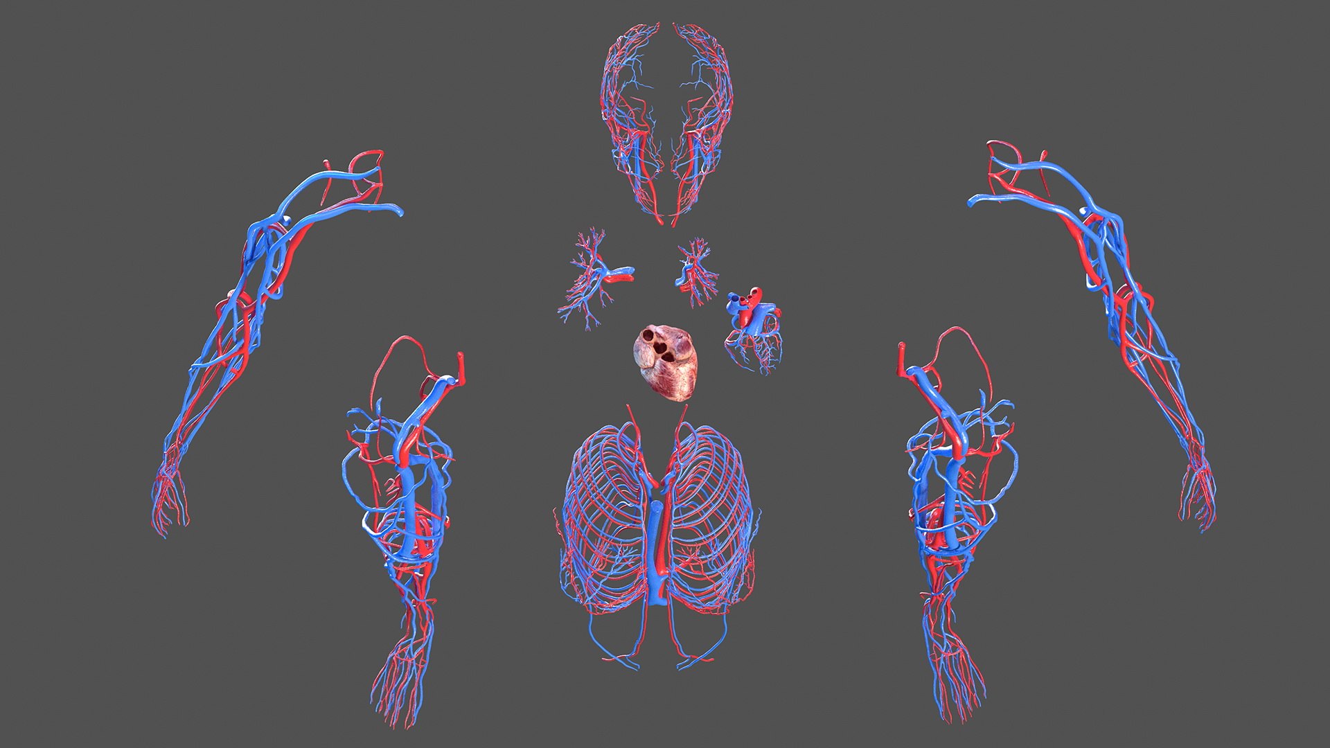 male female body anatomy 3D model https://p.turbosquid.com/ts-thumb/E7/qYydGV/Xm/maleandfemalebodyanatomycollectionmb3dmodel082/jpg/1613242569/1920x1080/fit_q87/82ef0497b7b018d10354dfbe70b3ec4247cef961/maleandfemalebodyanatomycollectionmb3dmodel082.jpg