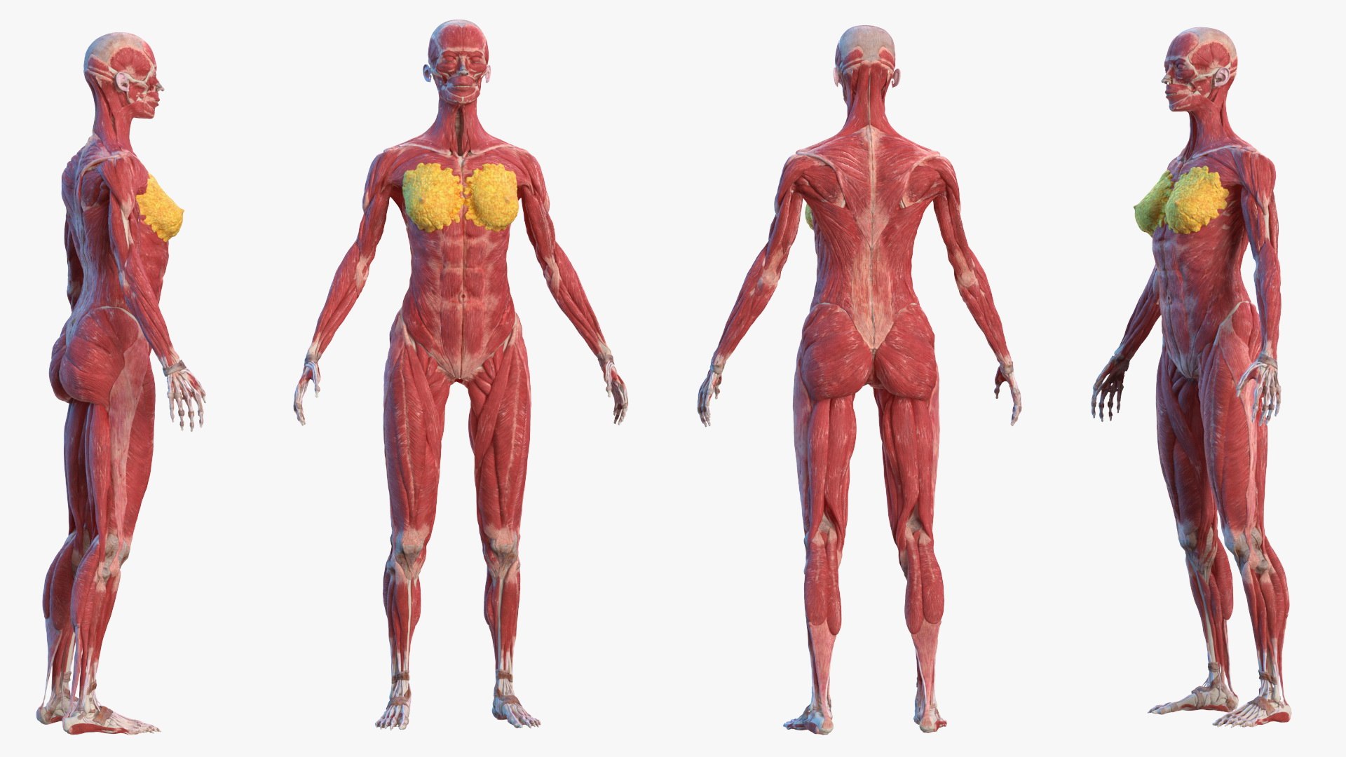 male female body anatomy 3D model https://p.turbosquid.com/ts-thumb/E7/qYydGV/YX/maleandfemalebodyanatomycollectionmb3dmodel002/jpg/1613242467/1920x1080/fit_q87/d0b5bf66f73aaa18f0d3fcc4bf85c0b2ff72acac/maleandfemalebodyanatomycollectionmb3dmodel002.jpg
