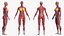 male female body anatomy 3D model