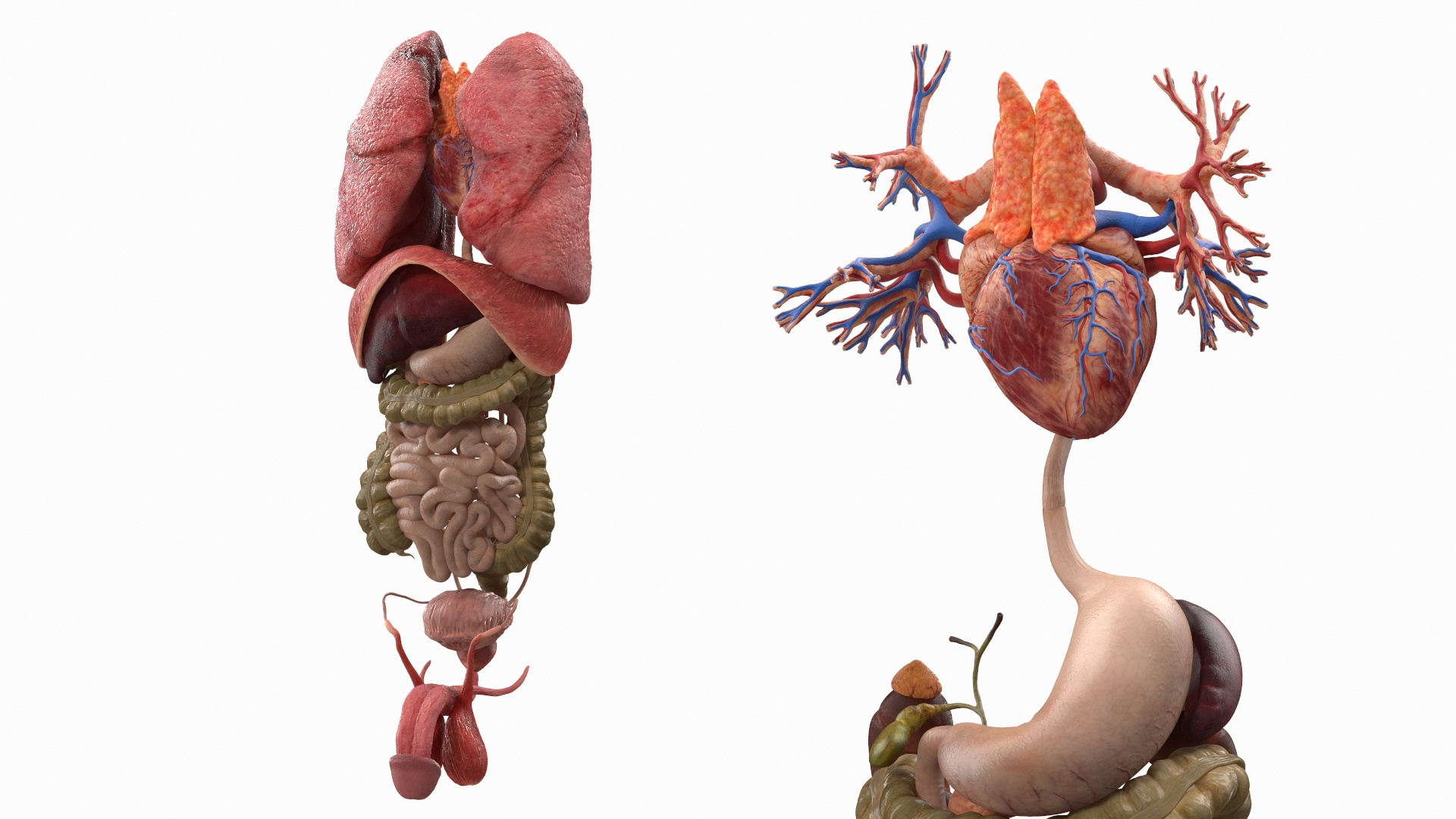 male female body anatomy 3D model https://p.turbosquid.com/ts-thumb/E7/qYydGV/aB/male_internal_organs_360/jpg/1613106541/1920x1080/turn_fit_q99/bf75436c18c973050dc8b2997f28f18ce0bfb63c/male_internal_organs_360-1.jpg