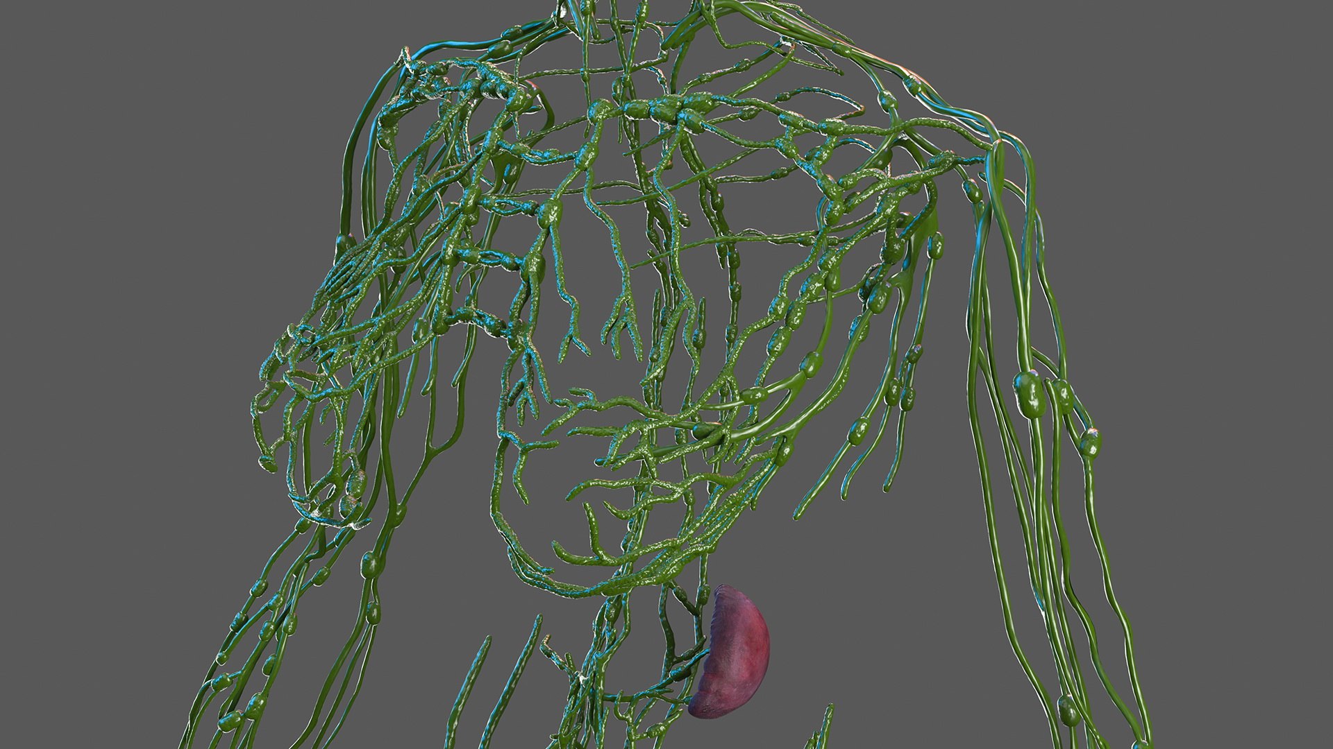 male female body anatomy 3D model https://p.turbosquid.com/ts-thumb/E7/qYydGV/ab/maleandfemalebodyanatomycollectionmb3dmodel048/jpg/1613242507/1920x1080/fit_q87/1aa0bb8d3106fc118fc278d3cf81abff1bfcac22/maleandfemalebodyanatomycollectionmb3dmodel048.jpg