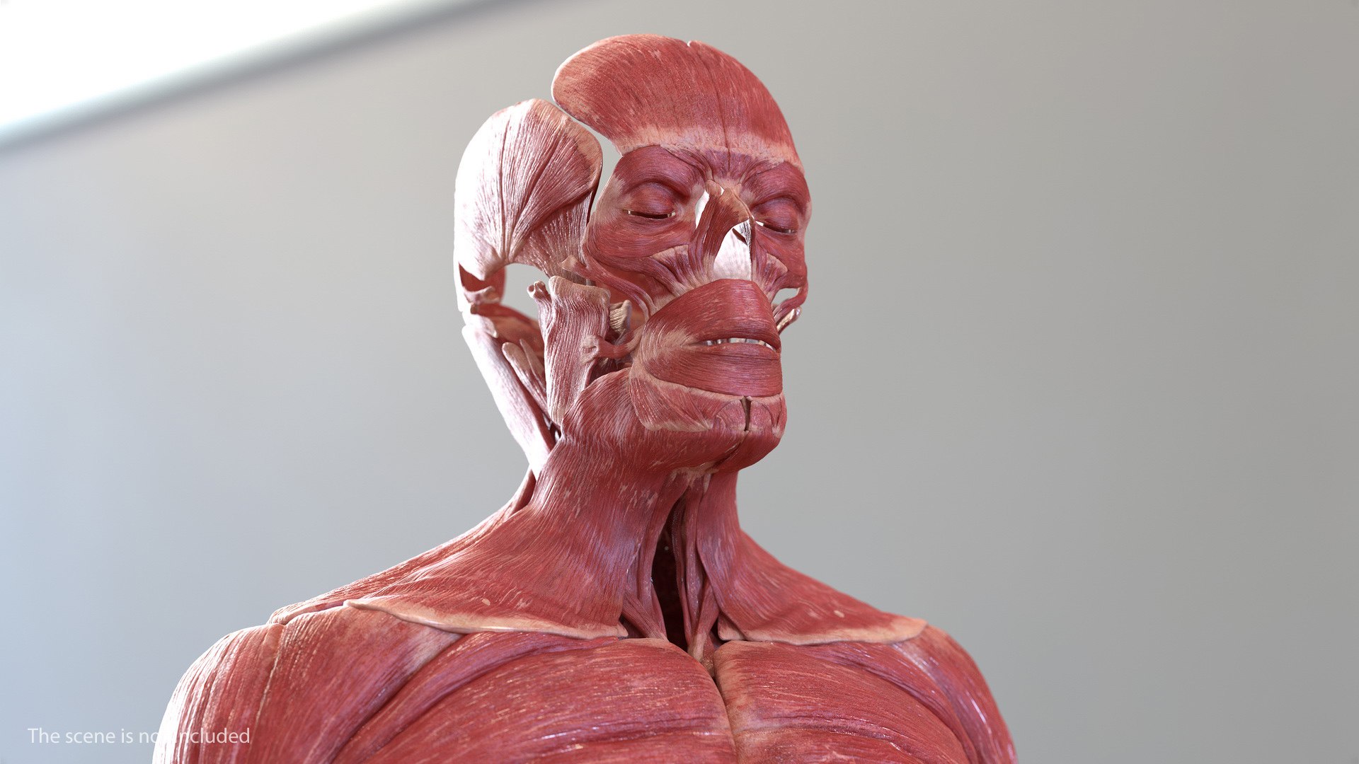 male female body anatomy 3D model https://p.turbosquid.com/ts-thumb/E7/qYydGV/bM/maleandfemalebodyanatomycollectionmb3dmodel192/jpg/1613242781/1920x1080/fit_q87/cf77ed61e21154778a5c980d80d0285d88f8b1f6/maleandfemalebodyanatomycollectionmb3dmodel192.jpg