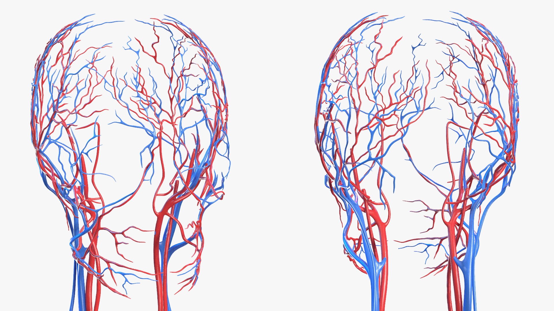 male female body anatomy 3D model https://p.turbosquid.com/ts-thumb/E7/qYydGV/bO/maleandfemalebodyanatomycollectionmb3dmodel091/jpg/1613242581/1920x1080/fit_q87/52bdaed13691fa8cdeaea03b793a8ce78238e662/maleandfemalebodyanatomycollectionmb3dmodel091.jpg