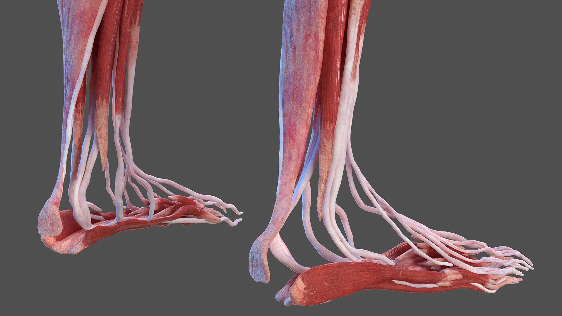 male female body anatomy 3D model https://p.turbosquid.com/ts-thumb/E7/qYydGV/by/maleandfemalebodyanatomycollectionmb3dmodel025/jpg/1613242467/1920x1080/fit_q87/ae41087ce0594fe13dc0223fc25664e89497bfec/maleandfemalebodyanatomycollectionmb3dmodel025.jpg