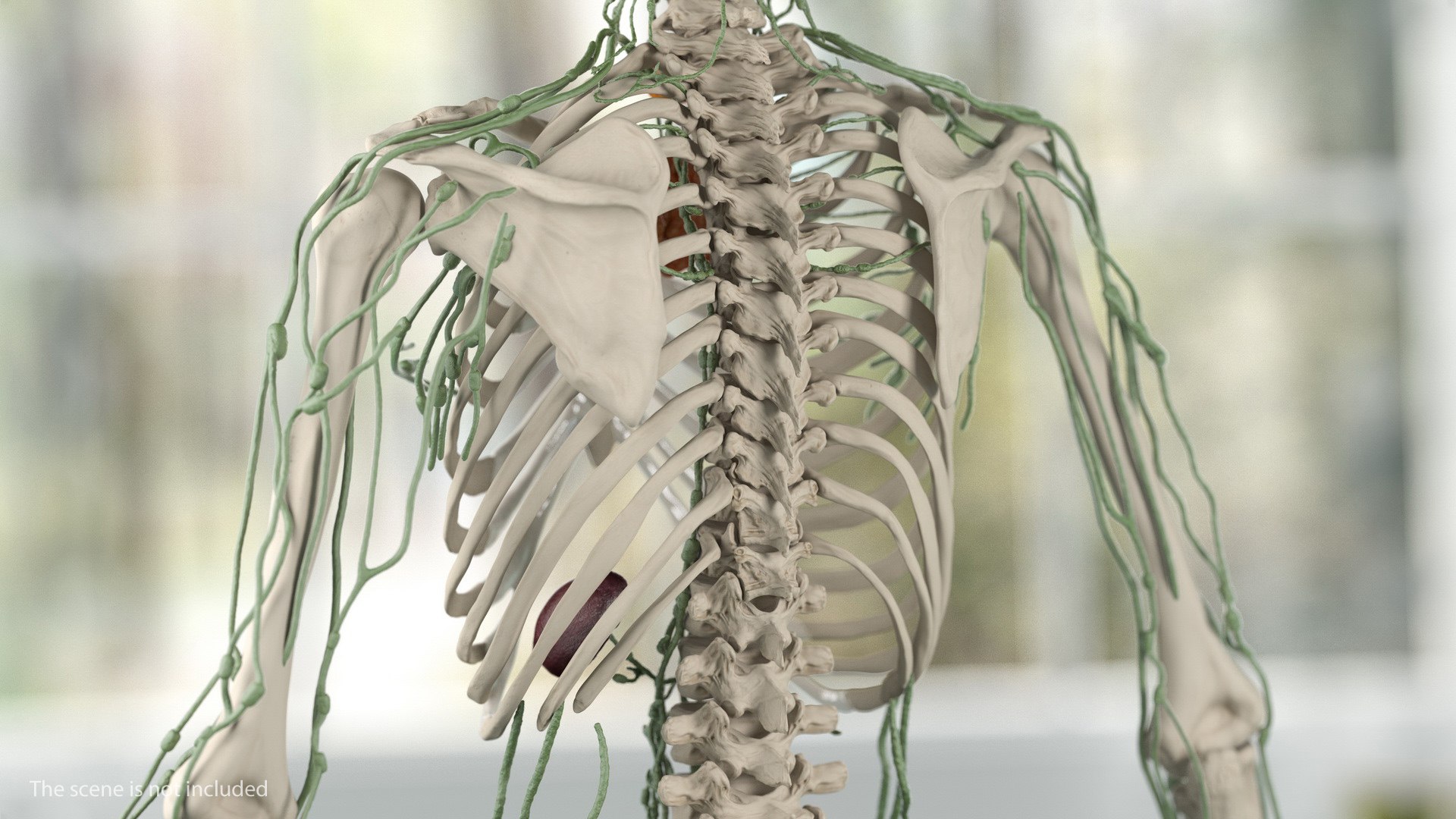 male female body anatomy 3D model https://p.turbosquid.com/ts-thumb/E7/qYydGV/cD/maleandfemalebodyanatomycollectionmb3dmodel134/jpg/1613242681/1920x1080/fit_q87/d8a194193ba33a1b67fe7f98762367f46e67fa56/maleandfemalebodyanatomycollectionmb3dmodel134.jpg