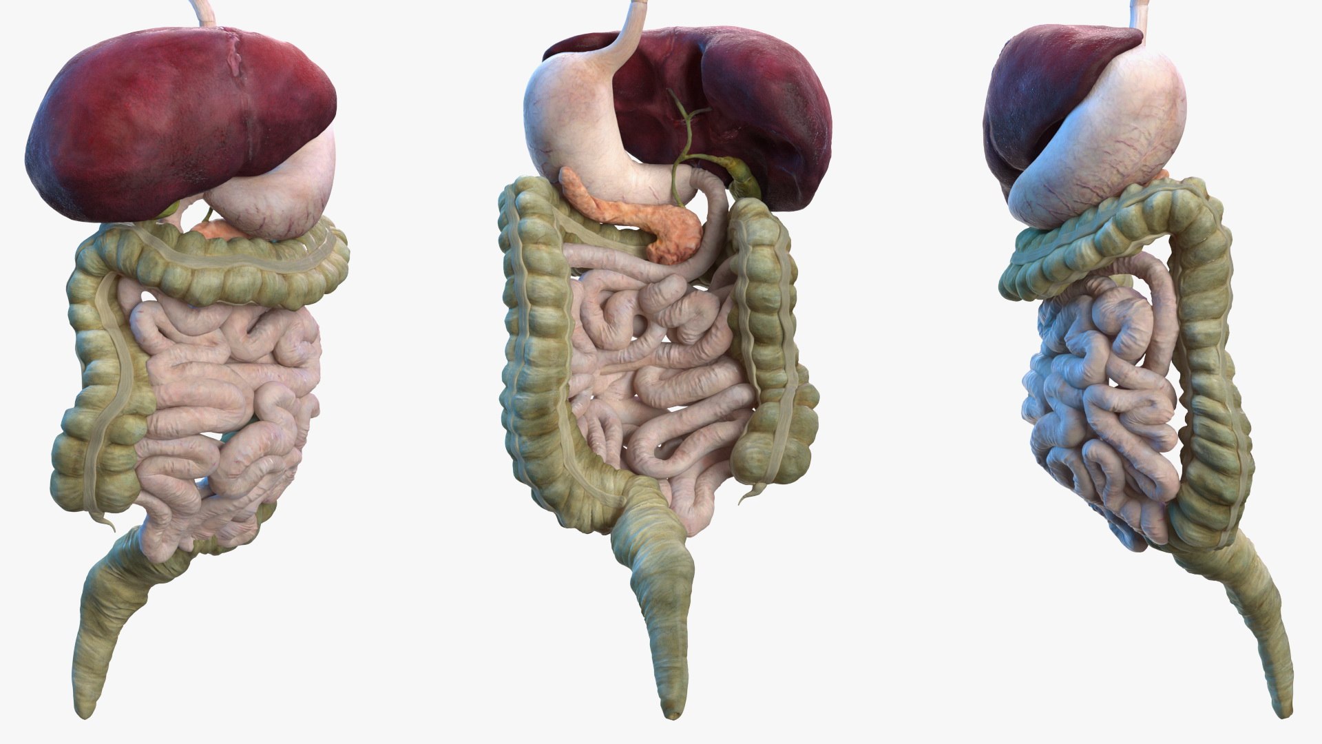 male female body anatomy 3D model https://p.turbosquid.com/ts-thumb/E7/qYydGV/cG/maleandfemalebodyanatomycollectionmb3dmodel073/jpg/1613242577/1920x1080/fit_q87/fb3a5c1ab17df58297a5a8be508c0b16a2360943/maleandfemalebodyanatomycollectionmb3dmodel073.jpg