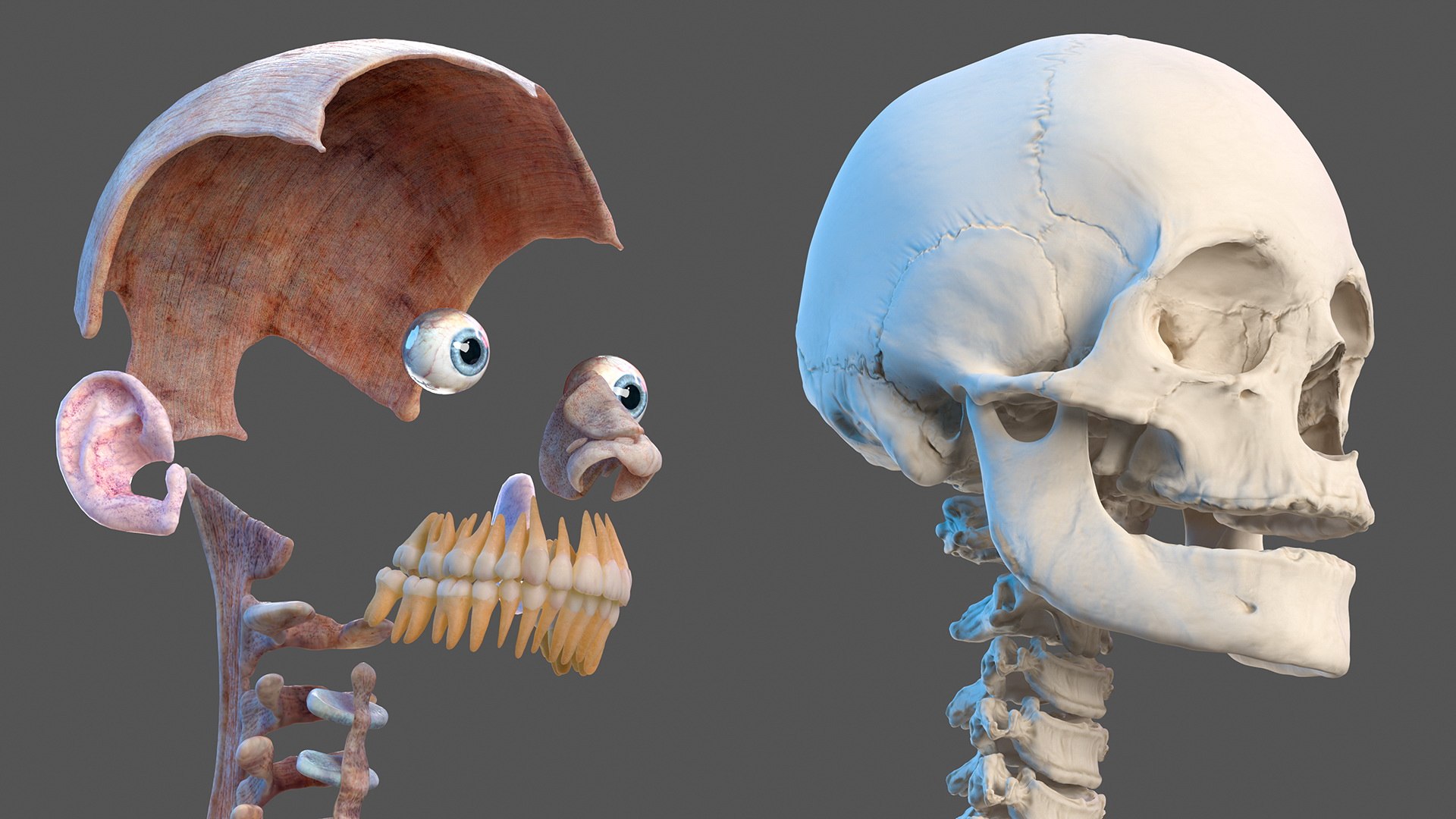 male female body anatomy 3D model https://p.turbosquid.com/ts-thumb/E7/qYydGV/dE/maleandfemalebodyanatomycollectionmb3dmodel020/jpg/1613242458/1920x1080/fit_q87/6763894b47e291ae4c201d17edf67f05ffc03ce1/maleandfemalebodyanatomycollectionmb3dmodel020.jpg