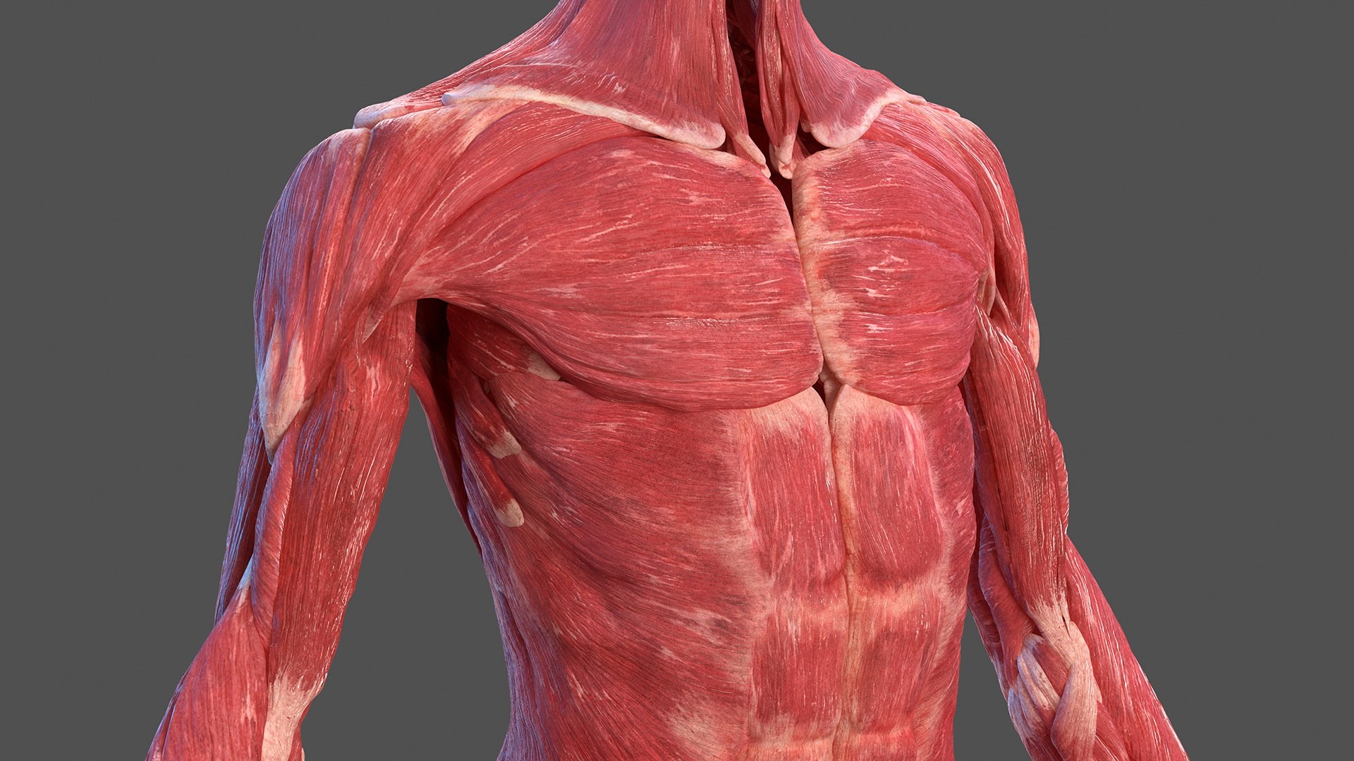 male female body anatomy 3D model https://p.turbosquid.com/ts-thumb/E7/qYydGV/e1/maleandfemalebodyanatomycollectionmb3dmodel014/jpg/1613242463/1920x1080/fit_q87/9993afbdf79726285f0da9a86a85ac36f1732559/maleandfemalebodyanatomycollectionmb3dmodel014.jpg