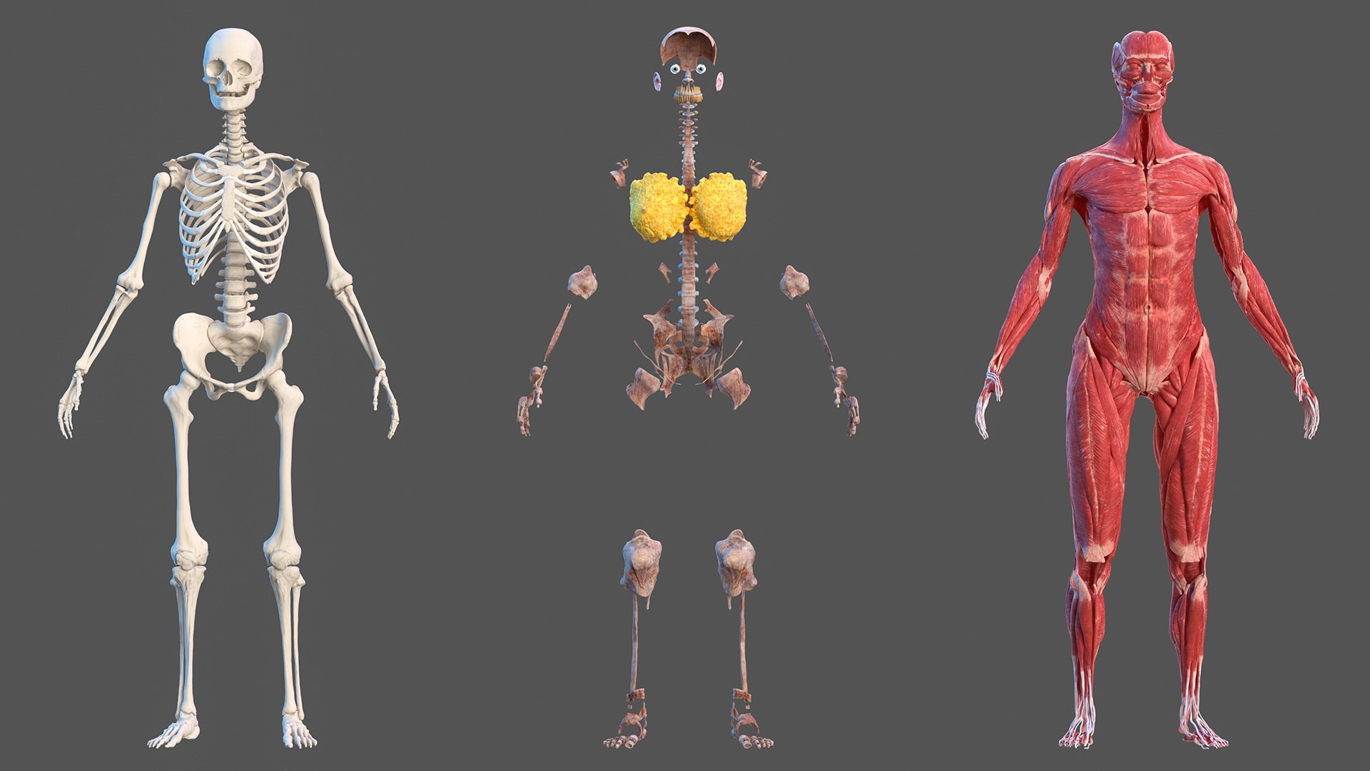 male female body anatomy 3D model https://p.turbosquid.com/ts-thumb/E7/qYydGV/eF/maleandfemalebodyanatomycollectionmb3dmodel011/jpg/1613242466/1920x1080/fit_q87/745cfaa3c7138db6fe30702da1a71a5b46eeb39e/maleandfemalebodyanatomycollectionmb3dmodel011.jpg