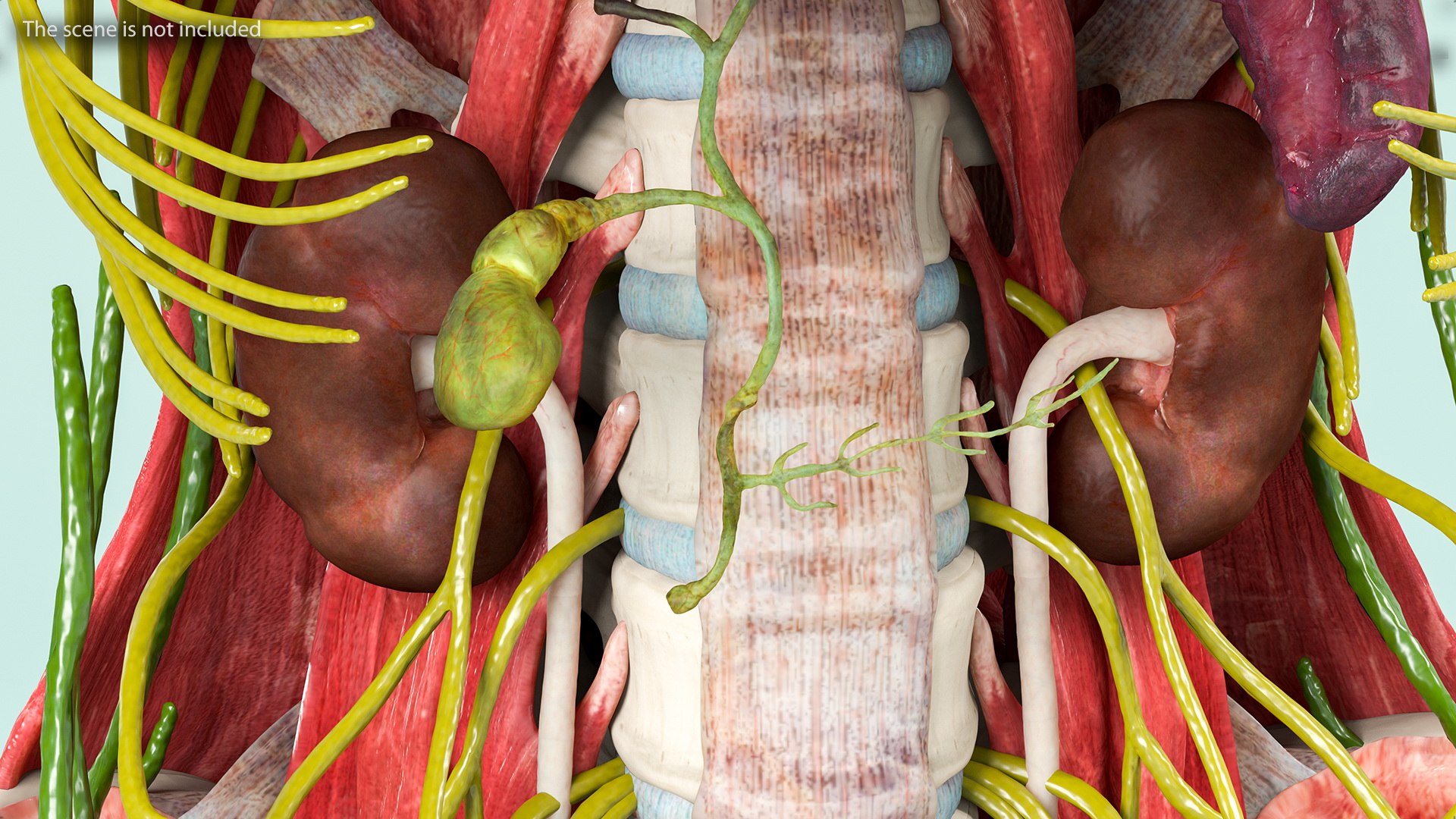 male female body anatomy 3D model https://p.turbosquid.com/ts-thumb/E7/qYydGV/eS/maleandfemalebodyanatomycollectionmb3dmodel035/jpg/1613242516/1920x1080/fit_q87/594adaeb243cee040ee2bbba44114c926d3f53c9/maleandfemalebodyanatomycollectionmb3dmodel035.jpg