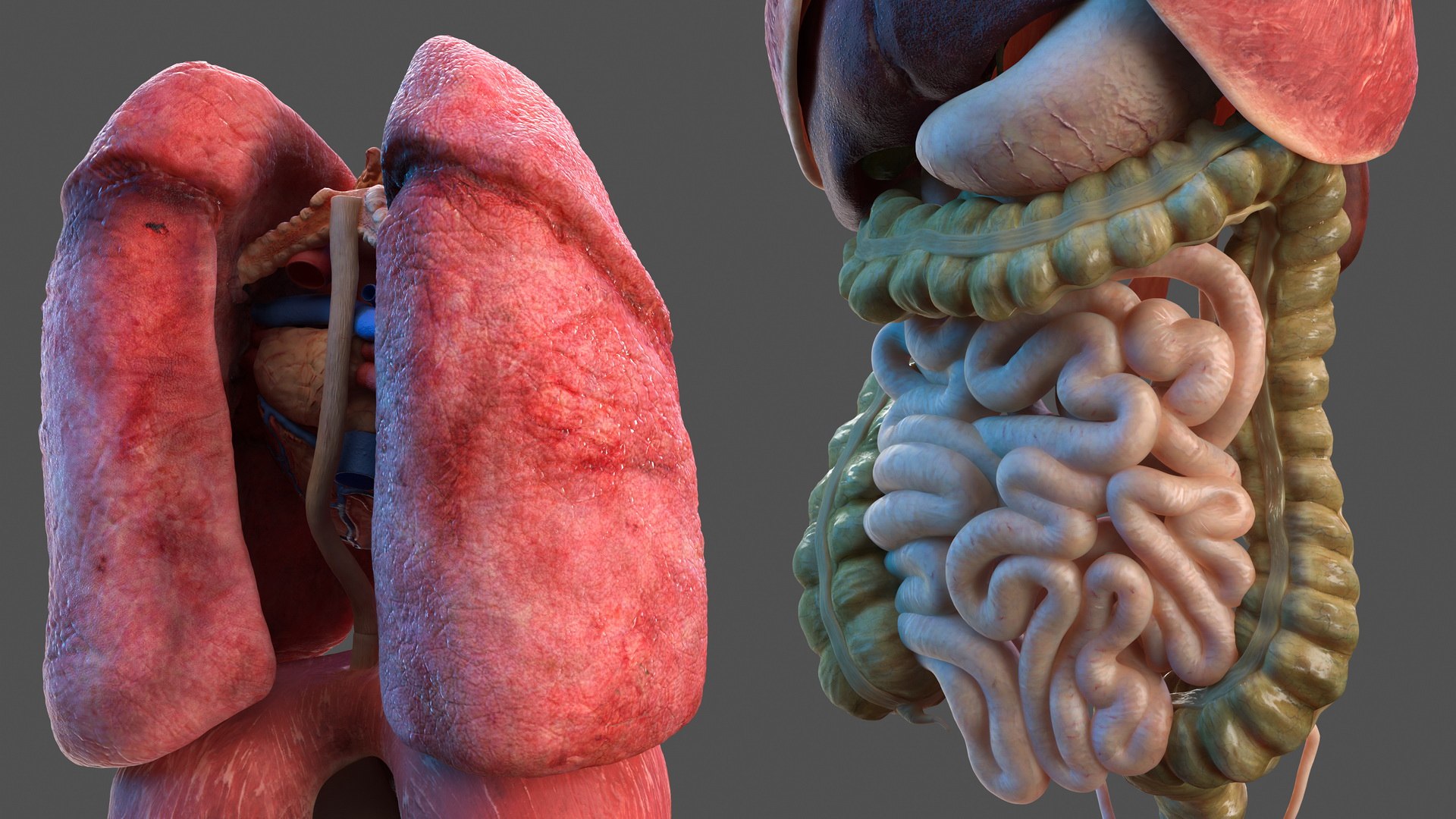 male female body anatomy 3D model https://p.turbosquid.com/ts-thumb/E7/qYydGV/en/maleandfemalebodyanatomycollectionmb3dmodel094/jpg/1613242578/1920x1080/fit_q87/29167c3c8df0d575d533098ae8922cb66e29fdfb/maleandfemalebodyanatomycollectionmb3dmodel094.jpg