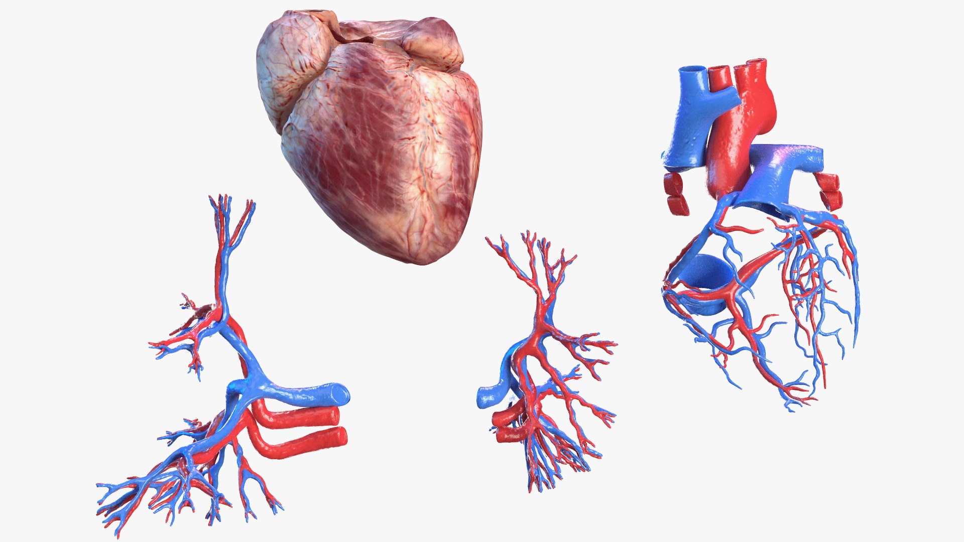 male female body anatomy 3D model https://p.turbosquid.com/ts-thumb/E7/qYydGV/fQ/maleandfemalebodyanatomycollectionmb3dmodel092/jpg/1613242590/1920x1080/fit_q87/2039620cbfa9fda081e98cf38399cdbf8a2d3c5c/maleandfemalebodyanatomycollectionmb3dmodel092.jpg