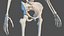 Sammlung der Anatomie des männlichen und weiblichen Körpers