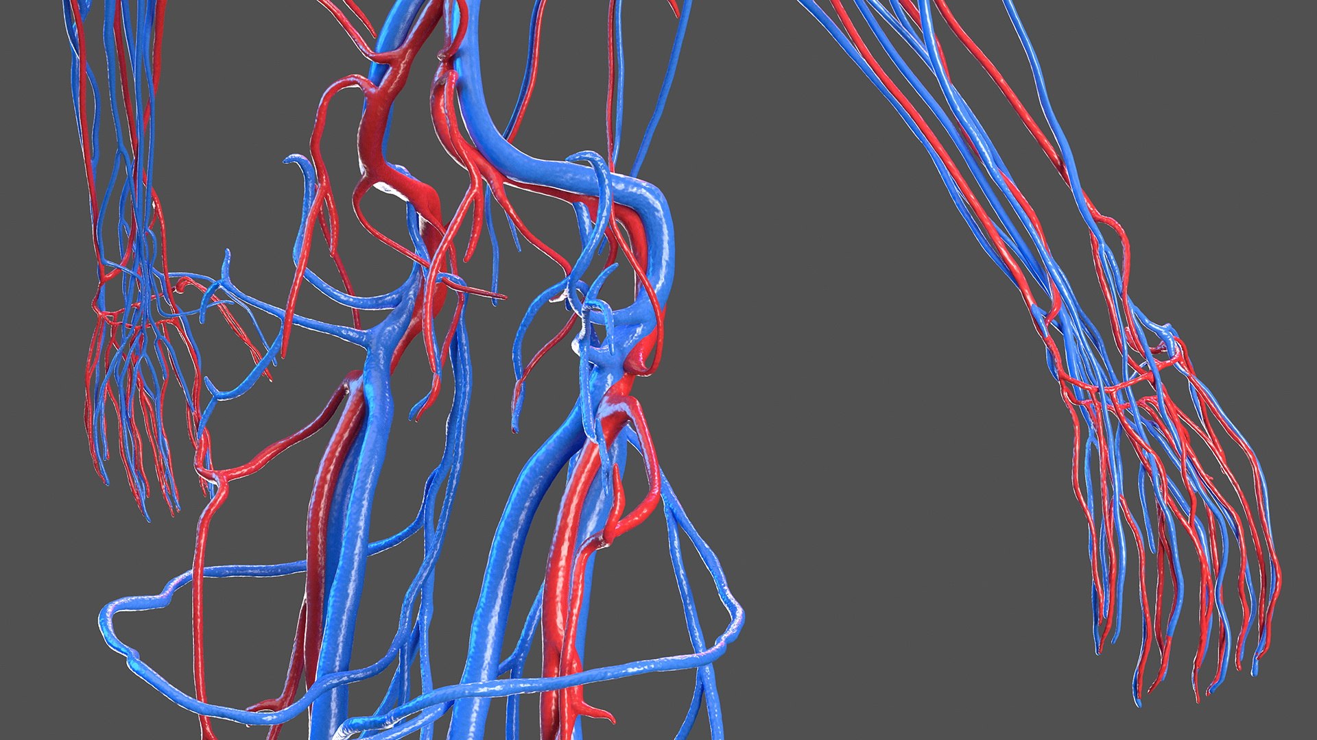 male female body anatomy 3D model https://p.turbosquid.com/ts-thumb/E7/qYydGV/gl/maleandfemalebodyanatomycollectionmb3dmodel085/jpg/1613242570/1920x1080/fit_q87/7f3c44aa2296f0cfe04388a1aa61d3f7545ffda3/maleandfemalebodyanatomycollectionmb3dmodel085.jpg