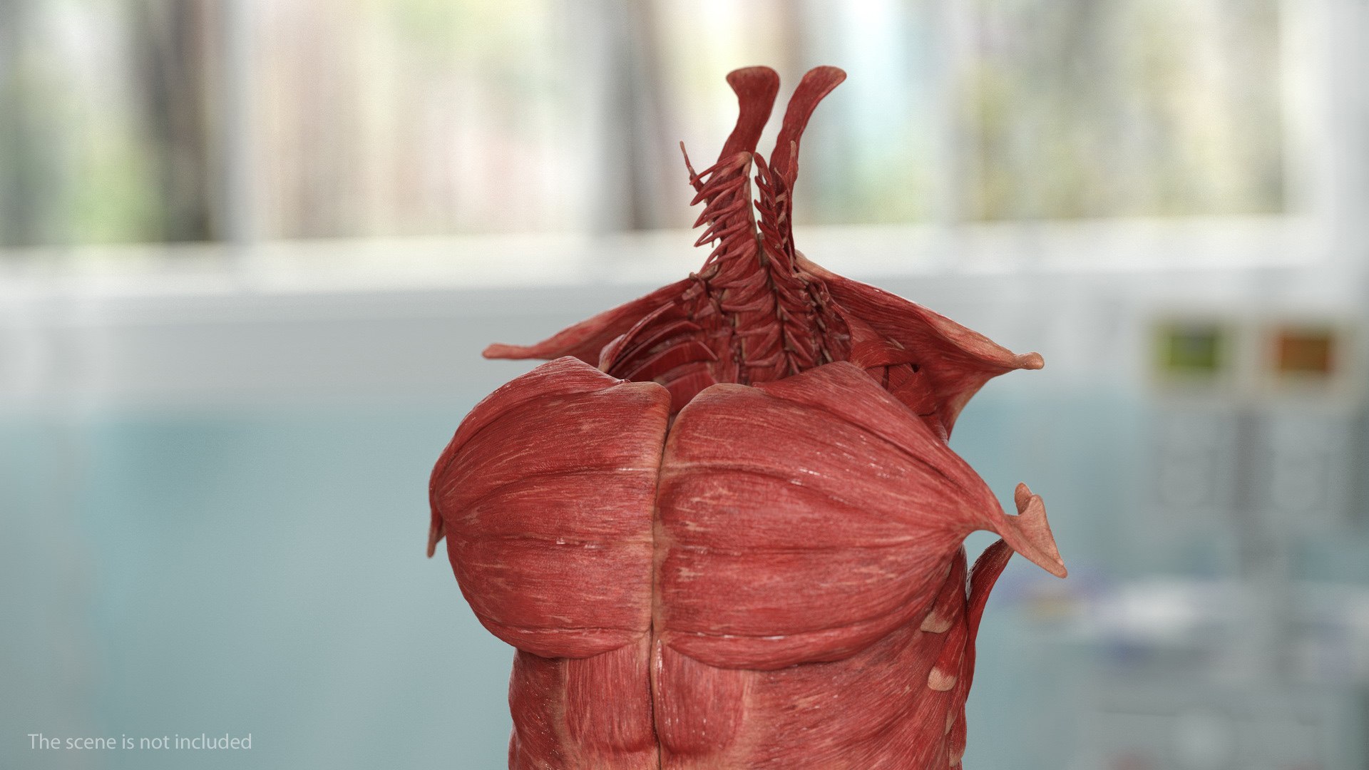 male female body anatomy 3D model https://p.turbosquid.com/ts-thumb/E7/qYydGV/h7/maleandfemalebodyanatomycollectionmb3dmodel193/jpg/1613242767/1920x1080/fit_q87/affaeee173cb5cb5ee522d40960d4cda0ce0d966/maleandfemalebodyanatomycollectionmb3dmodel193.jpg