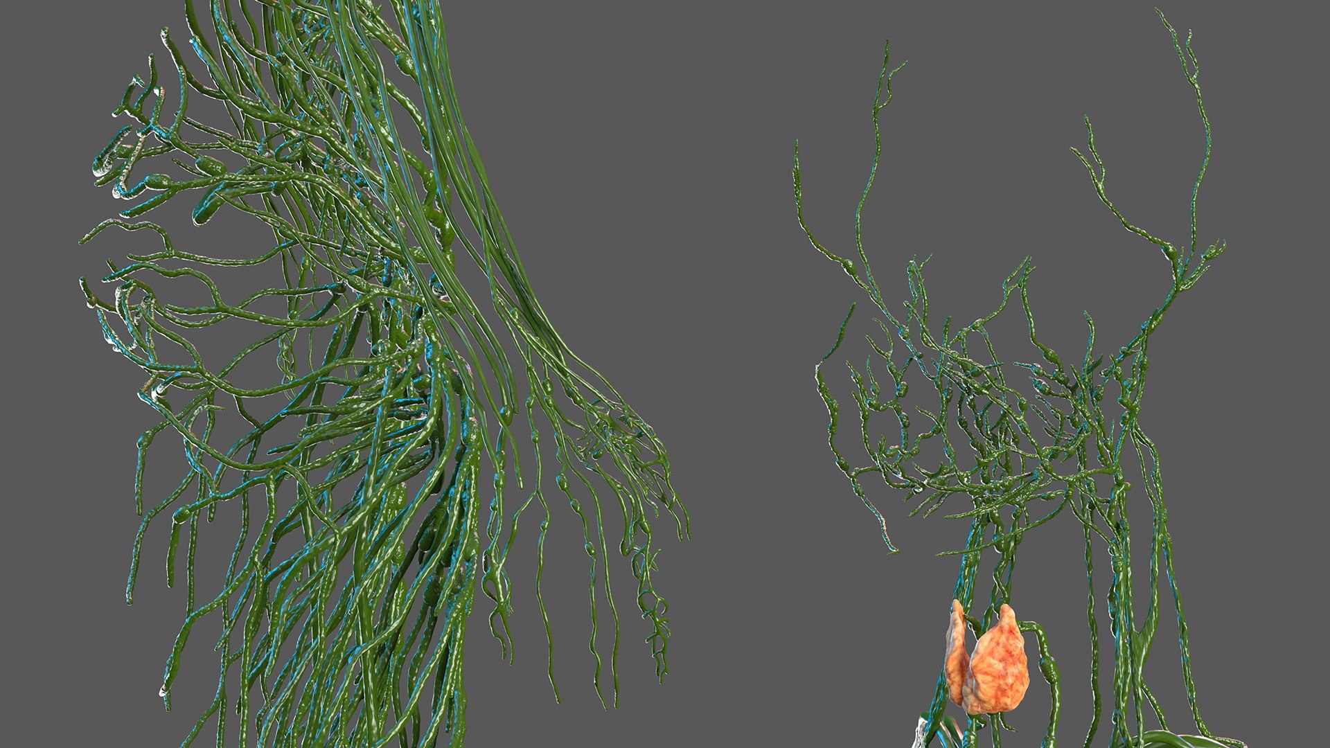 male female body anatomy 3D model https://p.turbosquid.com/ts-thumb/E7/qYydGV/hT/maleandfemalebodyanatomycollectionmb3dmodel049/jpg/1613242510/1920x1080/fit_q87/a8461b1a9ff24932a5946b7c0391f4b6ca55618c/maleandfemalebodyanatomycollectionmb3dmodel049.jpg