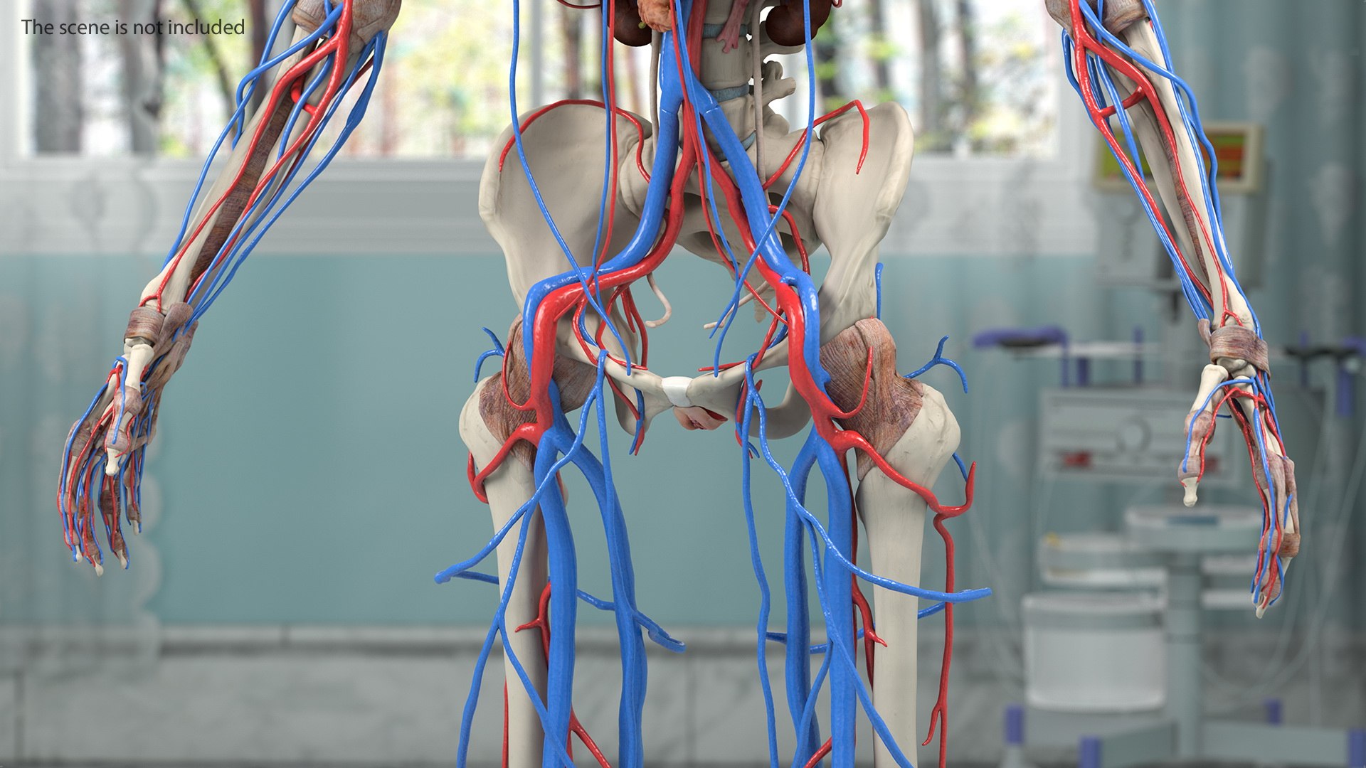 male female body anatomy 3D model https://p.turbosquid.com/ts-thumb/E7/qYydGV/i7/maleandfemalebodyanatomycollectionmb3dmodel077/jpg/1613242578/1920x1080/fit_q87/54eb2a29e1c45eb5786cebcf09ce2f147c57a37d/maleandfemalebodyanatomycollectionmb3dmodel077.jpg