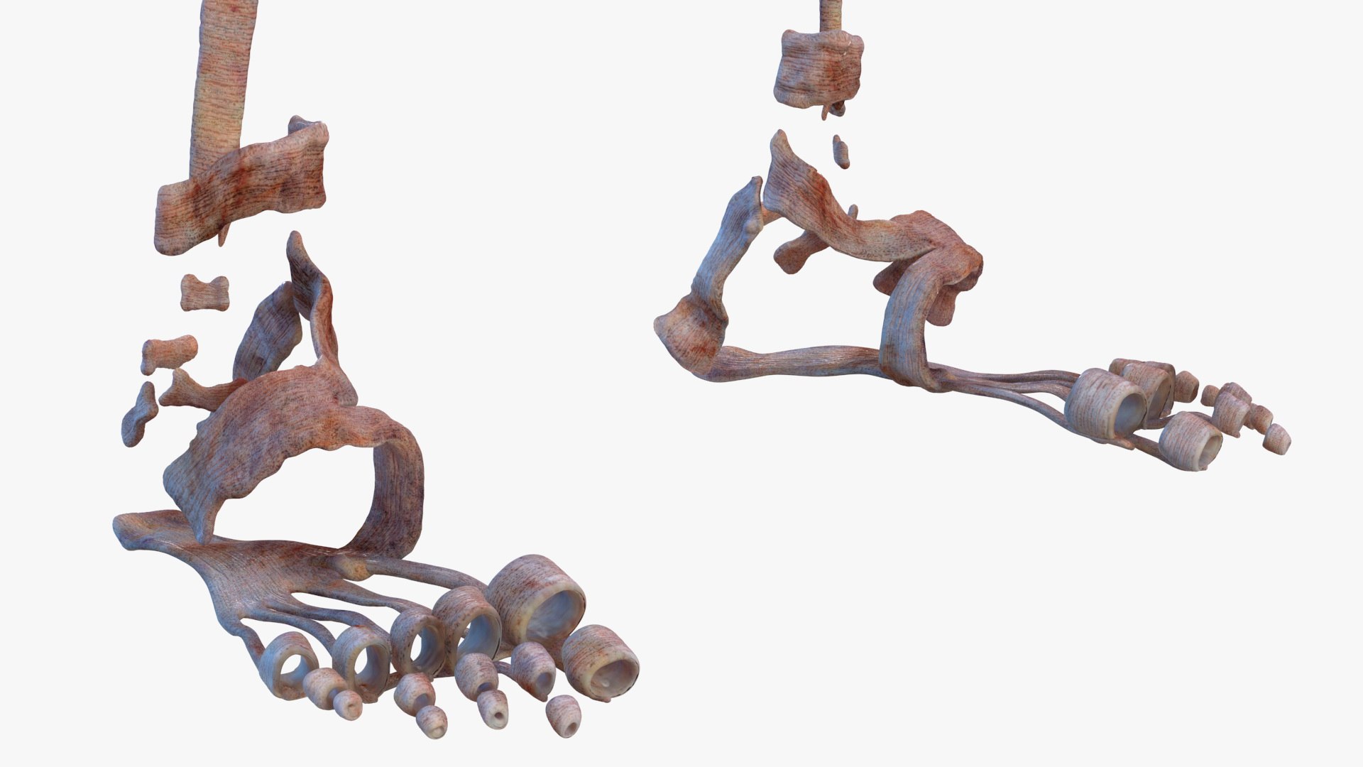 male female body anatomy 3D model https://p.turbosquid.com/ts-thumb/E7/qYydGV/iG/maleandfemalebodyanatomycollectionmb3dmodel030/jpg/1613242452/1920x1080/fit_q87/fed4ae5fb886fa426a018b01296bb3fe89727cdd/maleandfemalebodyanatomycollectionmb3dmodel030.jpg
