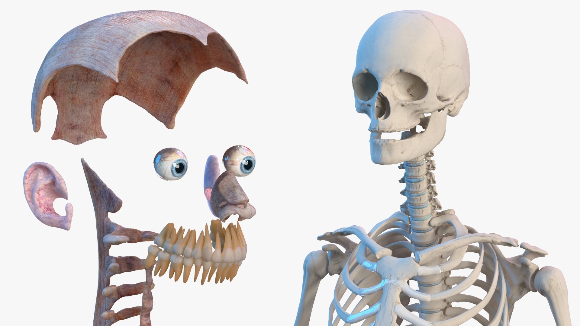 male female body anatomy 3D model https://p.turbosquid.com/ts-thumb/E7/qYydGV/jl/maleandfemalebodyanatomycollectionmb3dmodel019/jpg/1613242466/1920x1080/fit_q87/ea4fdbbbca5e9c4ecf63ec0482c347b7fa74163d/maleandfemalebodyanatomycollectionmb3dmodel019.jpg