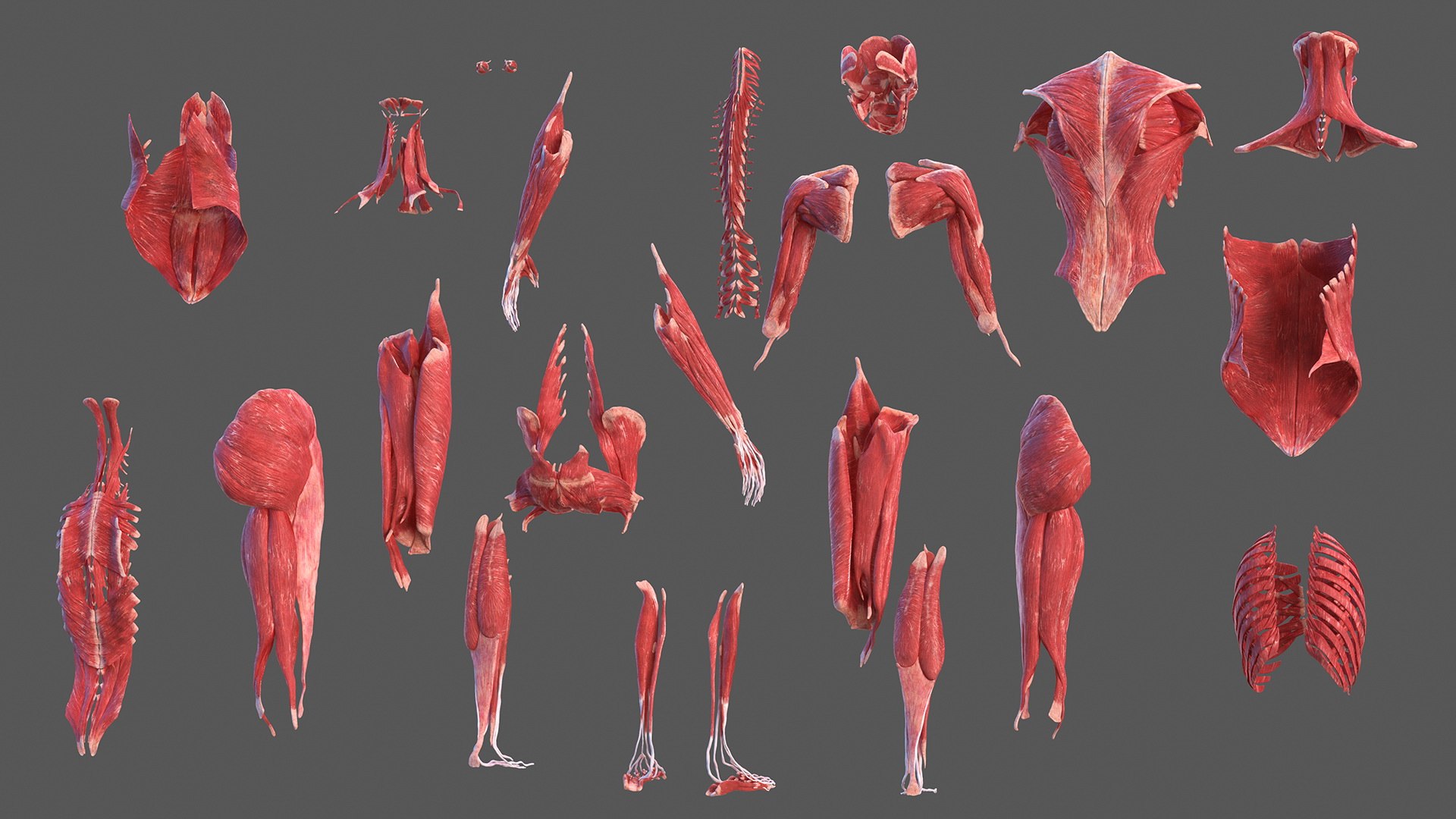 male female body anatomy 3D model https://p.turbosquid.com/ts-thumb/E7/qYydGV/kH/maleandfemalebodyanatomycollectionmb3dmodel009/jpg/1613242463/1920x1080/fit_q87/24d2557ca2fe220c40867ab66b2ddac9d119ea46/maleandfemalebodyanatomycollectionmb3dmodel009.jpg