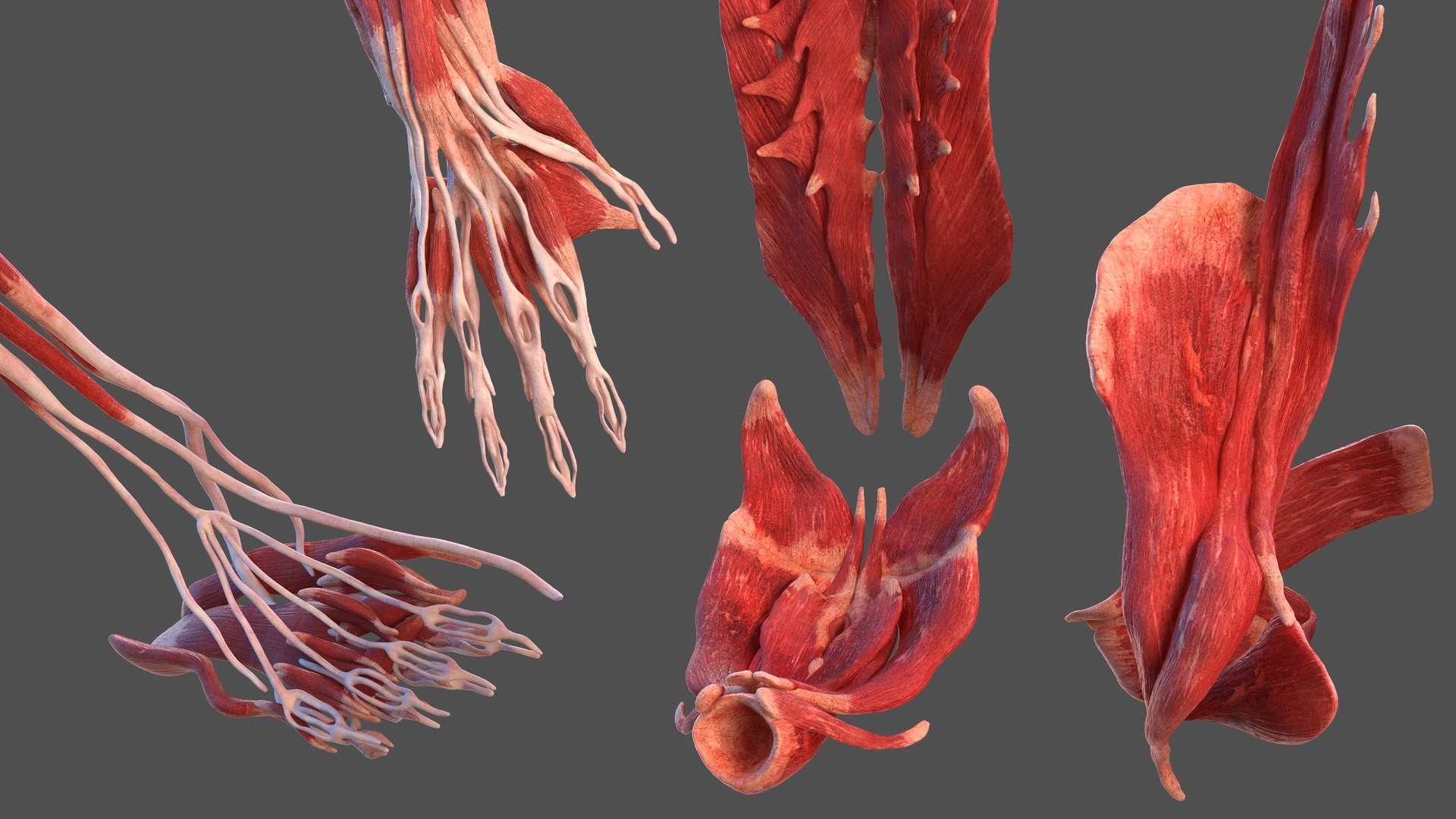 male female body anatomy 3D model https://p.turbosquid.com/ts-thumb/E7/qYydGV/kM/maleandfemalebodyanatomycollectionmb3dmodel189/jpg/1613242765/1920x1080/fit_q87/771f5e2975f0b4f29f701aae881918c0de93acc6/maleandfemalebodyanatomycollectionmb3dmodel189.jpg