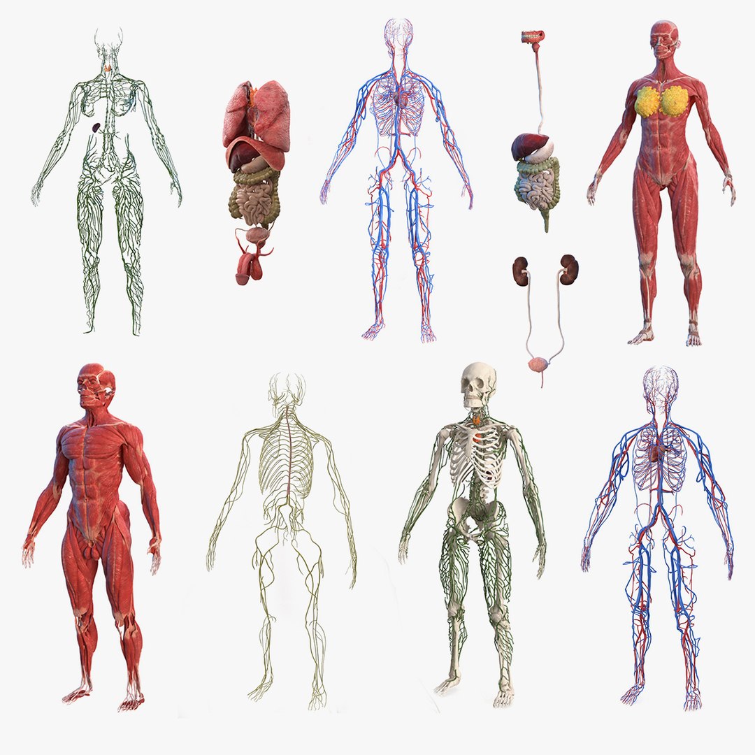 Male and Female Body Anatomy Collection 3D model preview