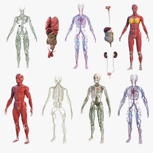 Male Female Body Anatomy 3d Model Turbosquid 1691799