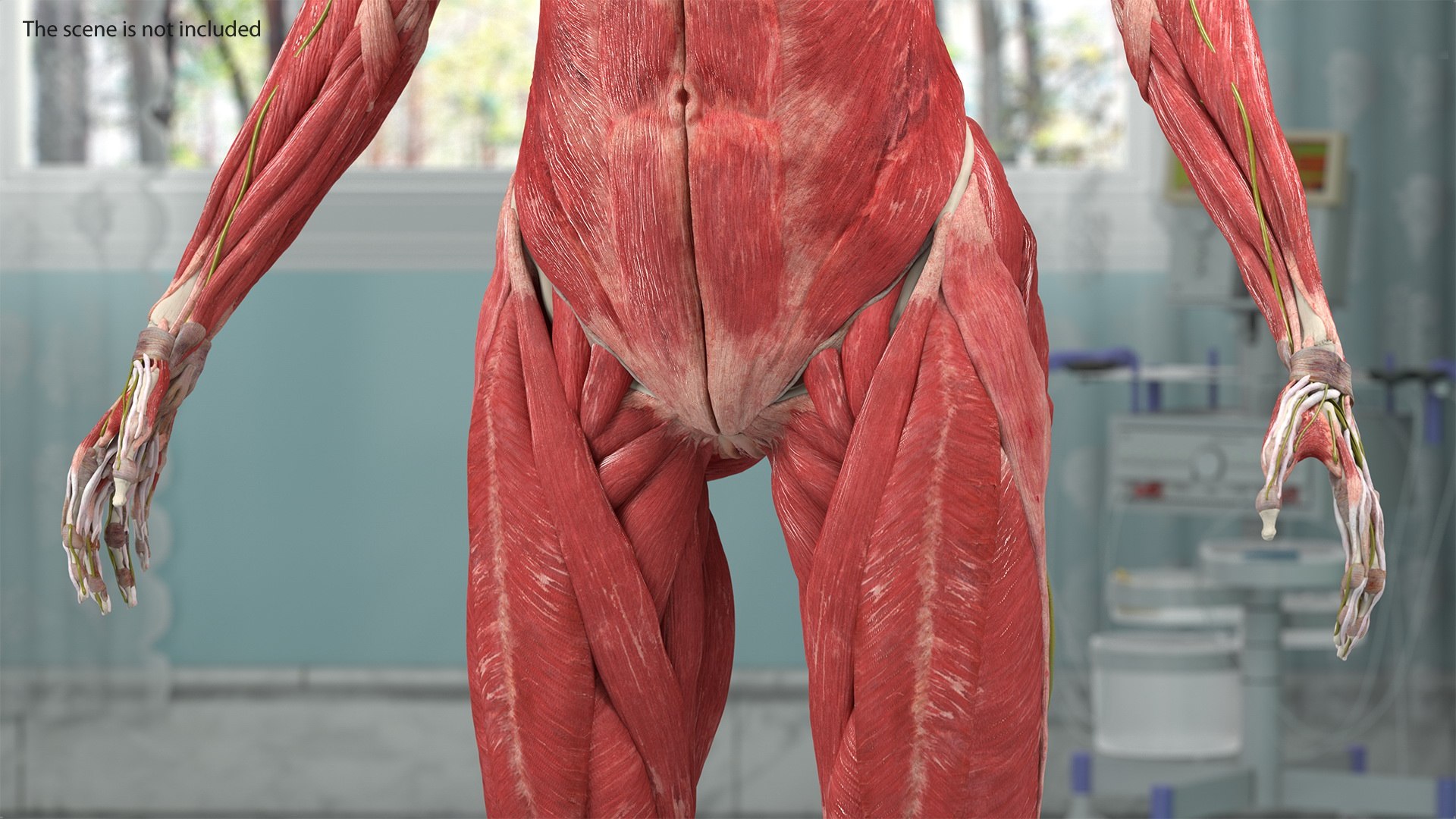 male female body anatomy 3D model https://p.turbosquid.com/ts-thumb/E7/qYydGV/mT/maleandfemalebodyanatomycollectionmb3dmodel007/jpg/1613242453/1920x1080/fit_q87/cf46058ee8585e81c14140b8f2559dae21fad1c4/maleandfemalebodyanatomycollectionmb3dmodel007.jpg