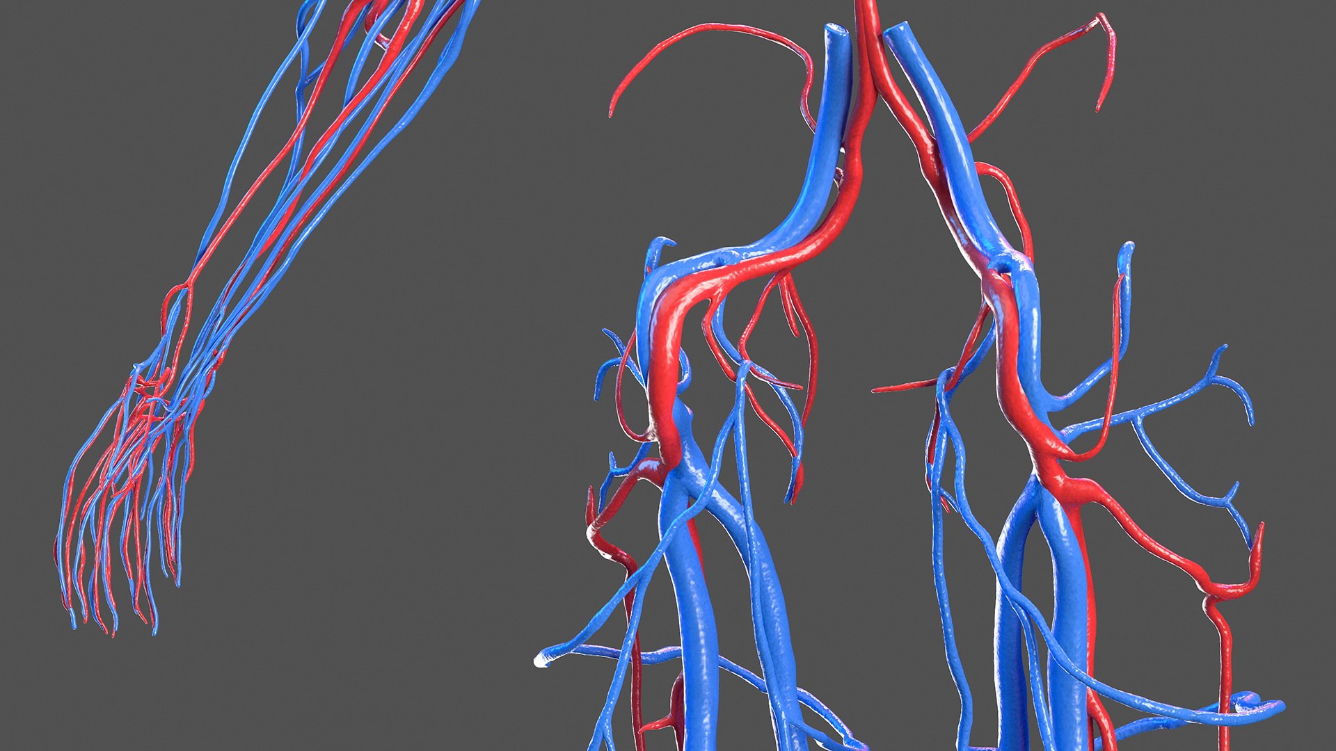 male female body anatomy 3D model https://p.turbosquid.com/ts-thumb/E7/qYydGV/mX/maleandfemalebodyanatomycollectionmb3dmodel087/jpg/1613242575/1920x1080/fit_q87/44f6d3d298677dd7cd3ed3416d822287dca4e513/maleandfemalebodyanatomycollectionmb3dmodel087.jpg