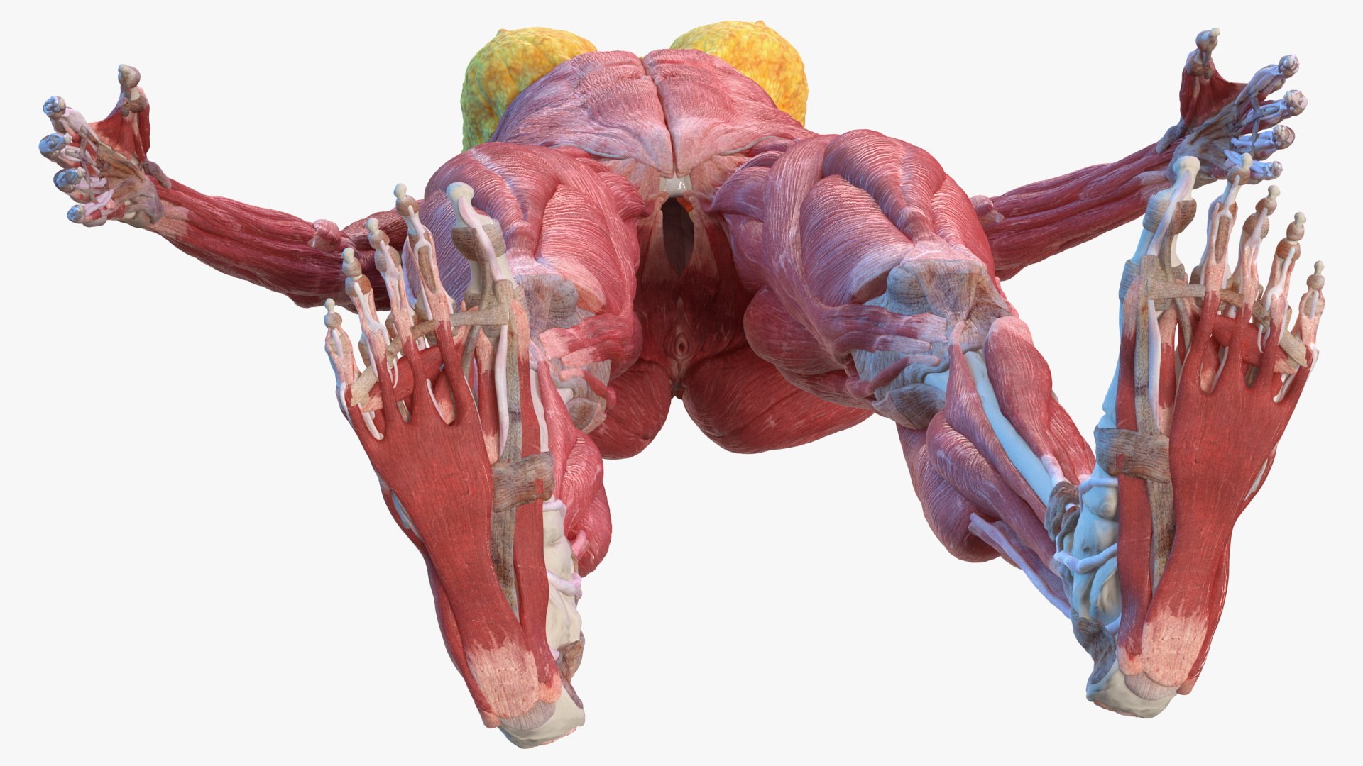 male female body anatomy 3D model https://p.turbosquid.com/ts-thumb/E7/qYydGV/nS/maleandfemalebodyanatomycollectionmb3dmodel032/jpg/1613242457/1920x1080/fit_q87/72857beba3ded3435315d32dd85edae0ddbeaabf/maleandfemalebodyanatomycollectionmb3dmodel032.jpg