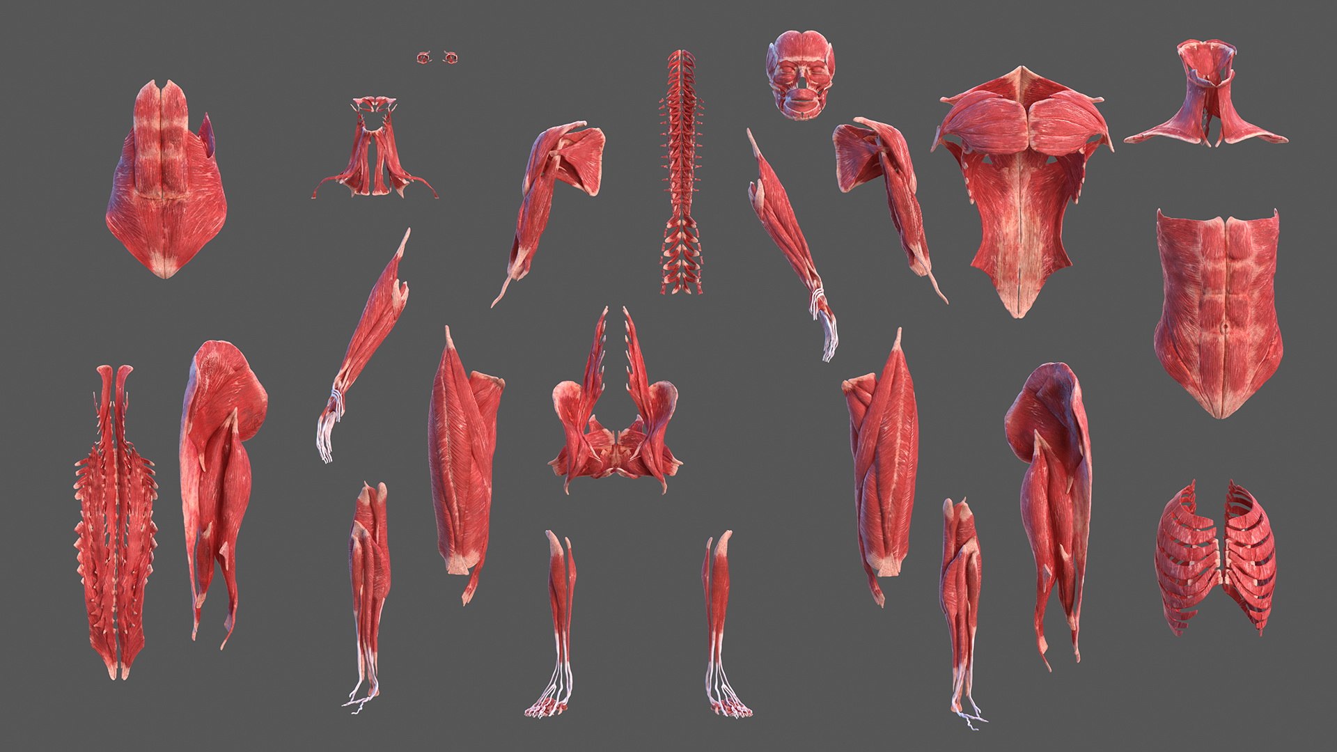 male female body anatomy 3D model https://p.turbosquid.com/ts-thumb/E7/qYydGV/oV/maleandfemalebodyanatomycollectionmb3dmodel010/jpg/1613242451/1920x1080/fit_q87/d6d1e683648f5040073907c9047f2cf59545e4a8/maleandfemalebodyanatomycollectionmb3dmodel010.jpg