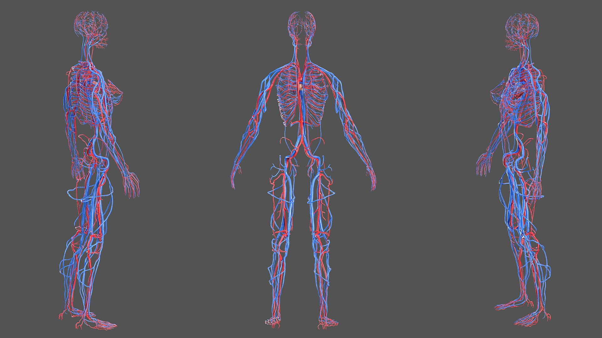 male female body anatomy 3D model https://p.turbosquid.com/ts-thumb/E7/qYydGV/oc/maleandfemalebodyanatomycollectionmb3dmodel079/jpg/1613242572/1920x1080/fit_q87/d69f559bb3c2c982a5ff9f44ee5252955bcd5992/maleandfemalebodyanatomycollectionmb3dmodel079.jpg
