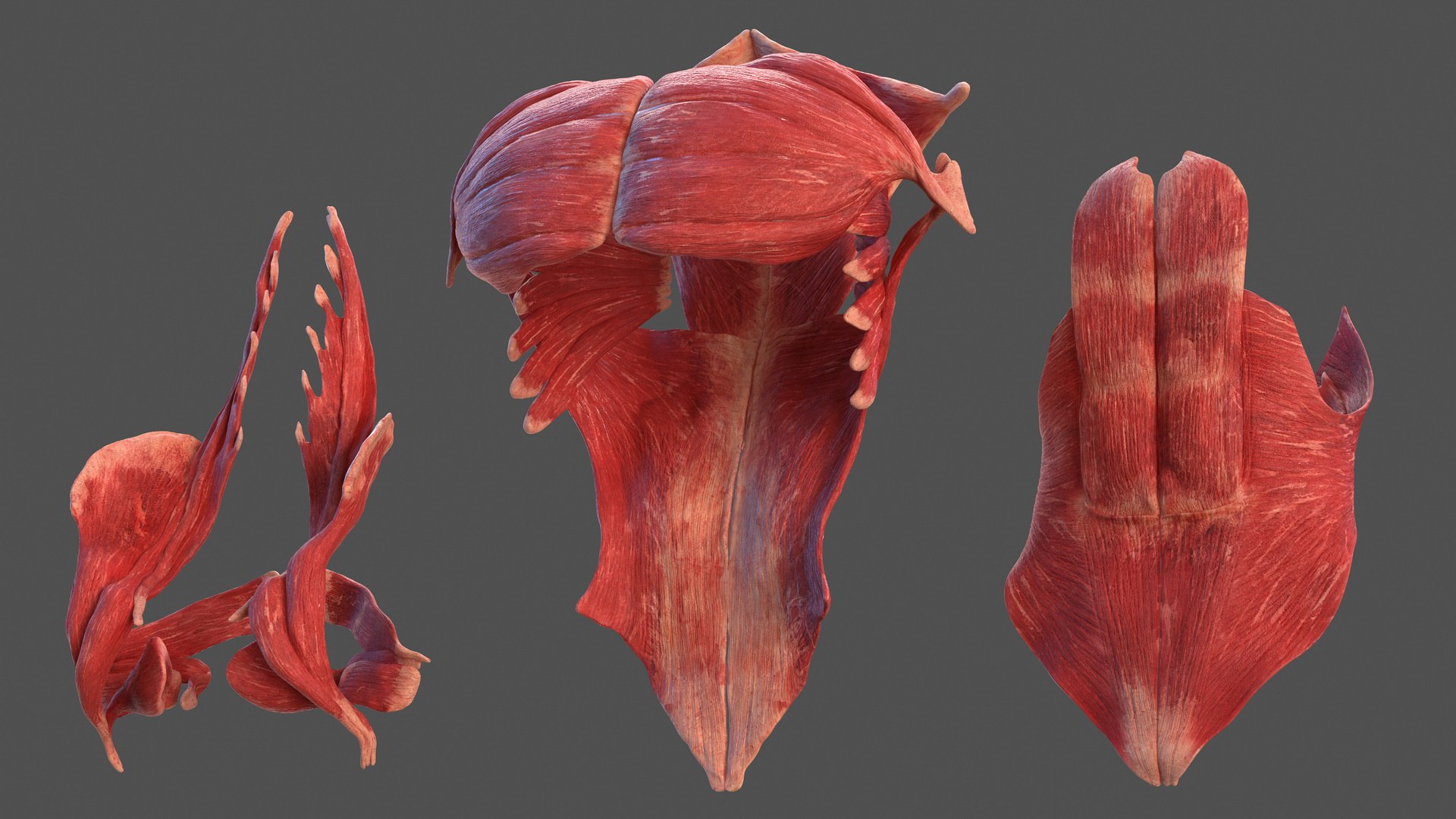 male female body anatomy 3D model https://p.turbosquid.com/ts-thumb/E7/qYydGV/ol/maleandfemalebodyanatomycollectionmb3dmodel203/jpg/1613242765/1920x1080/fit_q87/6423d4763d871a7a37e7487162ed793a9cb5f0d1/maleandfemalebodyanatomycollectionmb3dmodel203.jpg