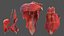 Sammlung der Anatomie des männlichen und weiblichen Körpers
