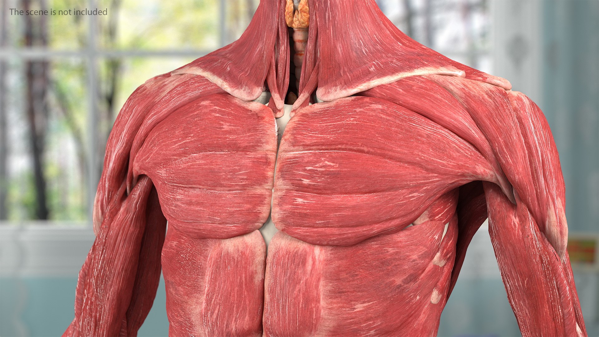 male female body anatomy 3D model https://p.turbosquid.com/ts-thumb/E7/qYydGV/qu/maleandfemalebodyanatomycollectionmb3dmodel006/jpg/1613242457/1920x1080/fit_q87/f6befe2c9d165c4c4f716dbd53d3a0ab6ae7c493/maleandfemalebodyanatomycollectionmb3dmodel006.jpg