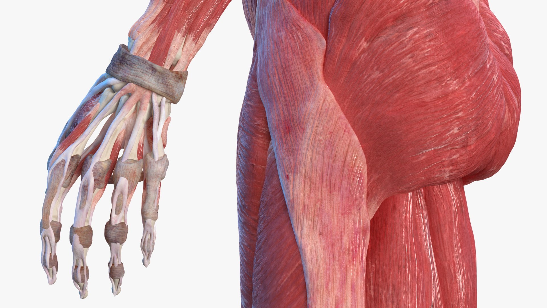 male female body anatomy 3D model https://p.turbosquid.com/ts-thumb/E7/qYydGV/r3/maleandfemalebodyanatomycollectionmb3dmodel017/jpg/1613242460/1920x1080/fit_q87/562419412bd0e19fef846b0c929d724942eb8468/maleandfemalebodyanatomycollectionmb3dmodel017.jpg