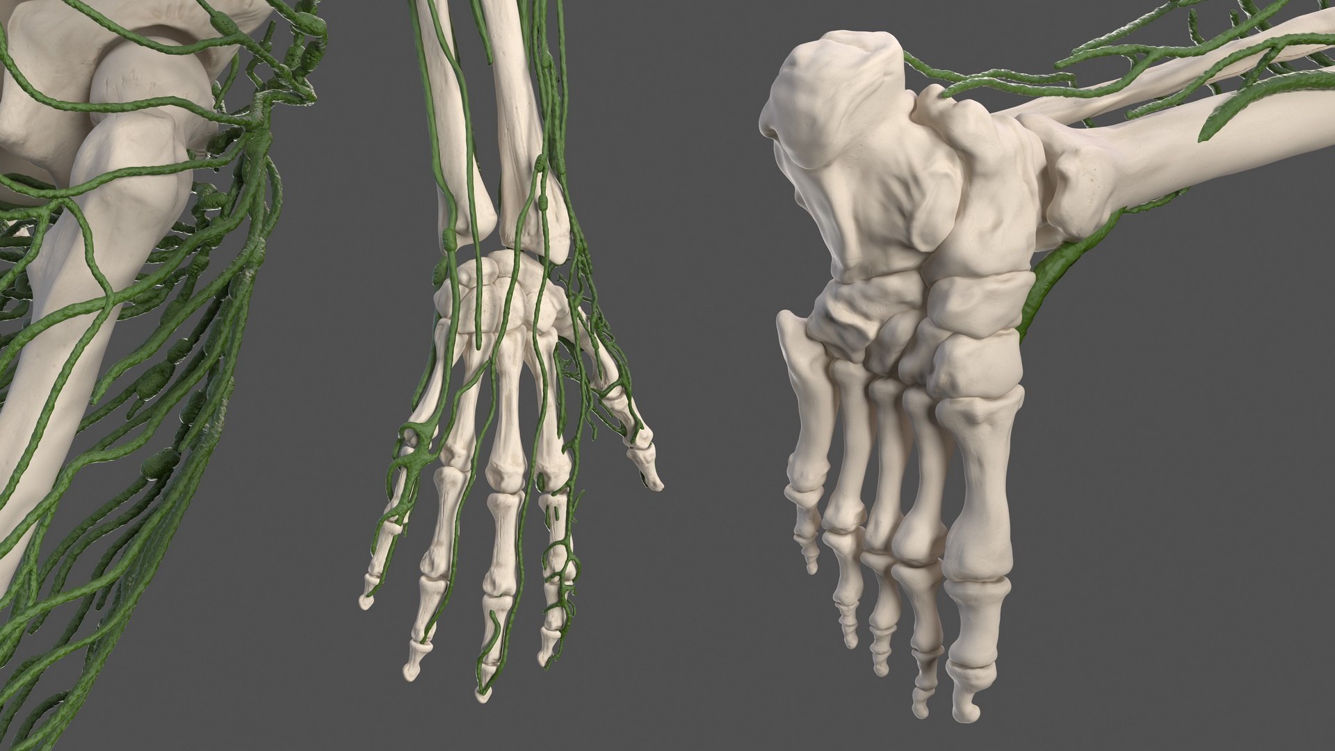 male female body anatomy 3D model https://p.turbosquid.com/ts-thumb/E7/qYydGV/rG/maleandfemalebodyanatomycollectionmb3dmodel145/jpg/1613242657/1920x1080/fit_q87/dcbfcaaf4cbec7bb885d630bfc8528363f9e0df9/maleandfemalebodyanatomycollectionmb3dmodel145.jpg