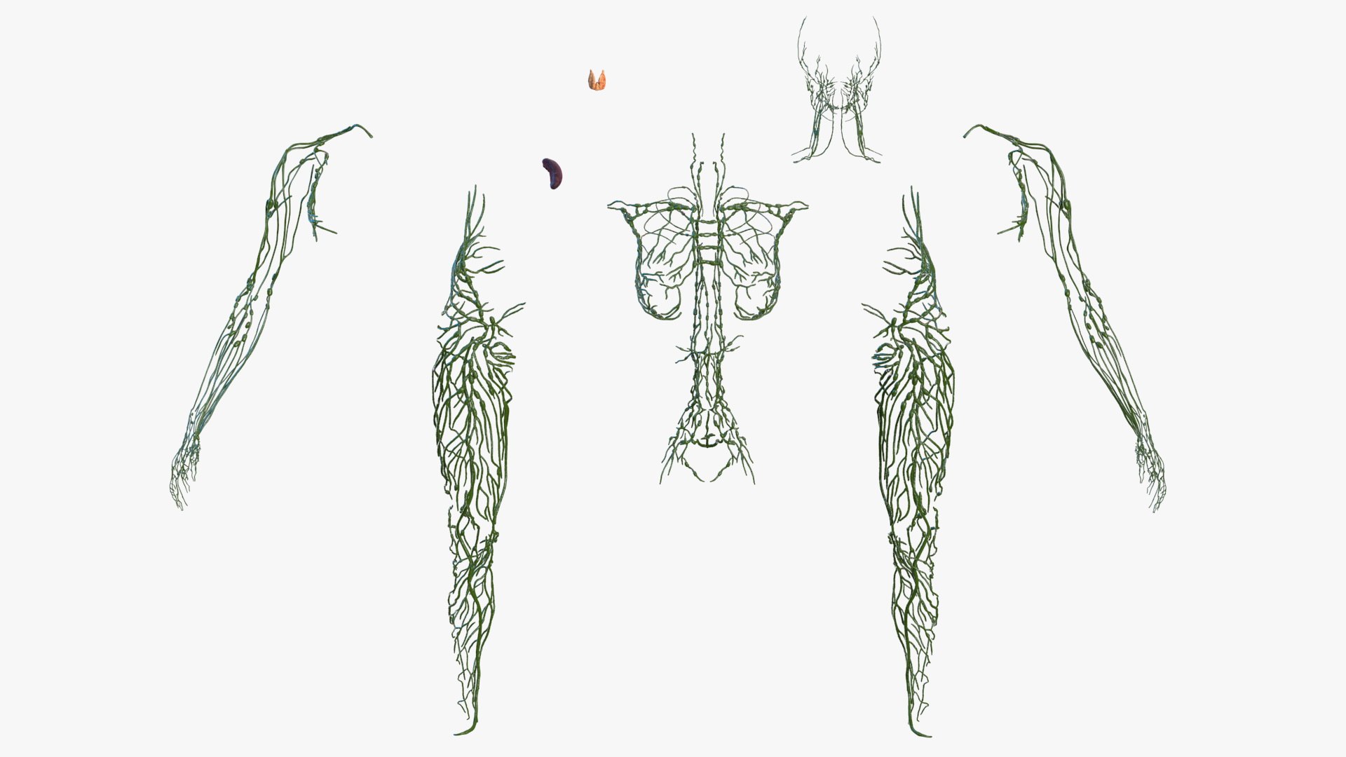 male female body anatomy 3D model https://p.turbosquid.com/ts-thumb/E7/qYydGV/rz/maleandfemalebodyanatomycollectionmb3dmodel053/jpg/1613242505/1920x1080/fit_q87/3f47a7eecb245681a32cb19f1aded3c3abaf490a/maleandfemalebodyanatomycollectionmb3dmodel053.jpg