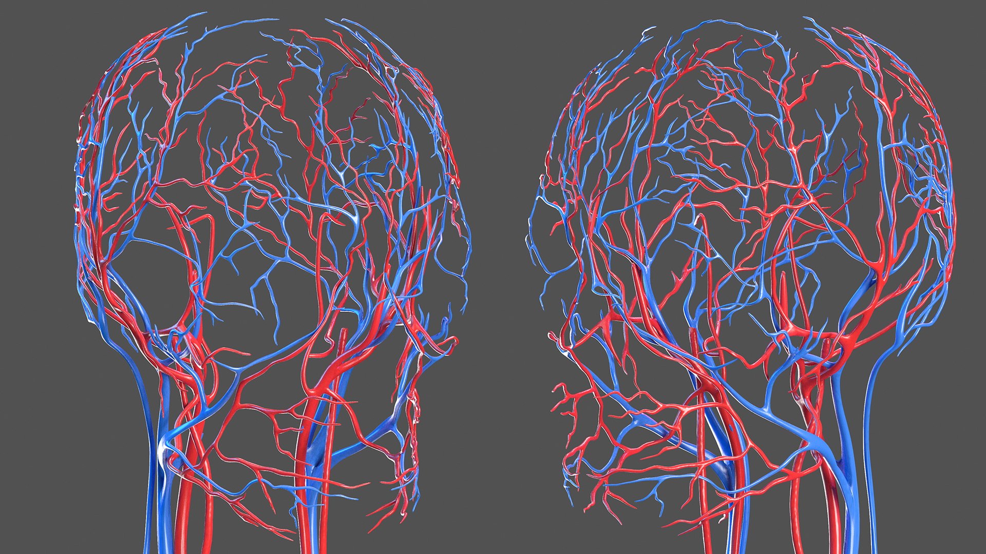 male female body anatomy 3D model https://p.turbosquid.com/ts-thumb/E7/qYydGV/sY/maleandfemalebodyanatomycollectionmb3dmodel084/jpg/1613242576/1920x1080/fit_q87/dcf8f130554c20c8a5c06a8df97425d9d20b3524/maleandfemalebodyanatomycollectionmb3dmodel084.jpg