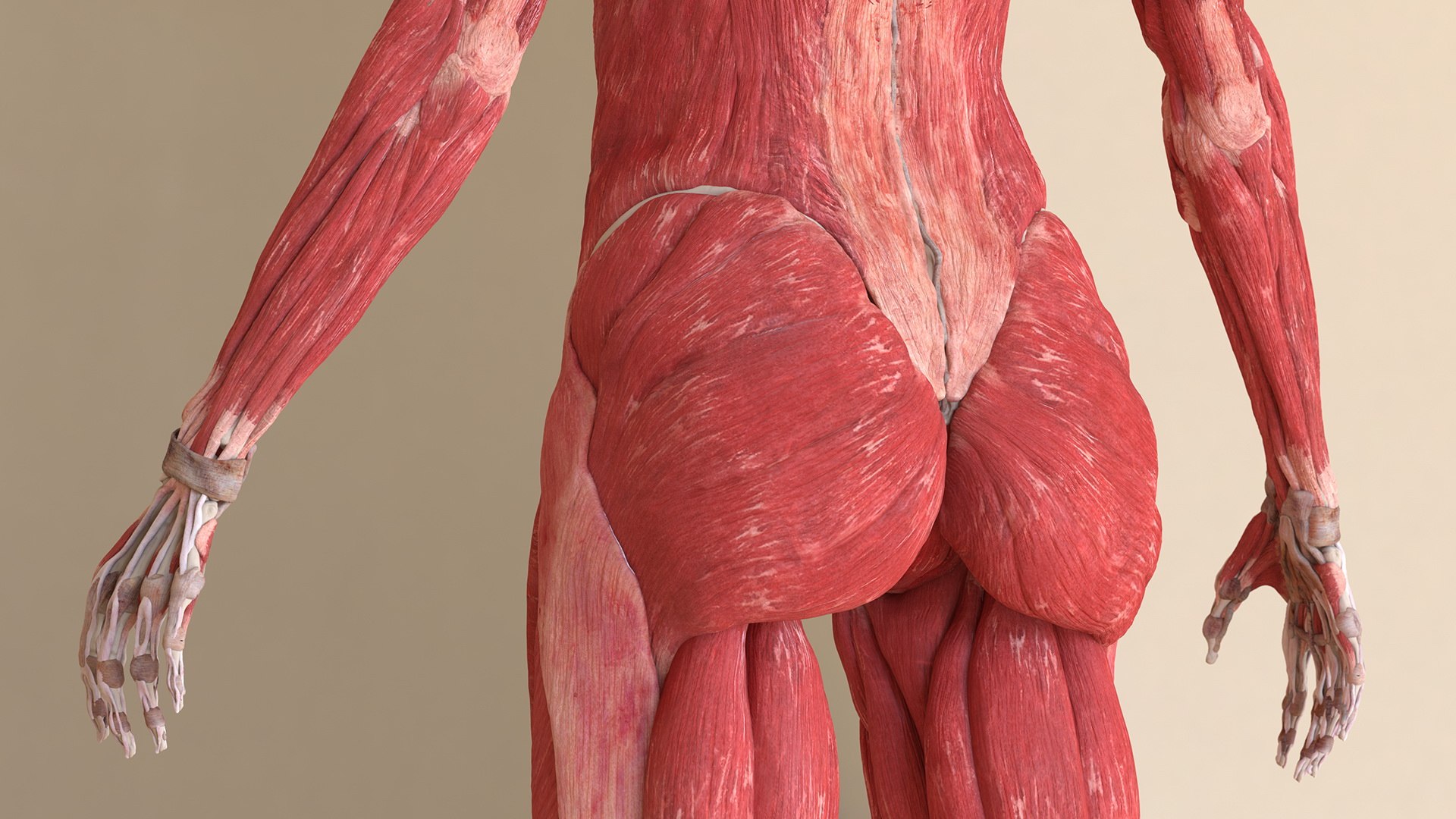 male female body anatomy 3D model https://p.turbosquid.com/ts-thumb/E7/qYydGV/si/maleandfemalebodyanatomycollectionmb3dmodel027/jpg/1613242461/1920x1080/fit_q87/4676d6d6e75ba63c1087cbac0f1ac4788ec34240/maleandfemalebodyanatomycollectionmb3dmodel027.jpg