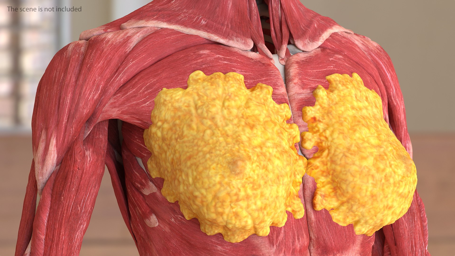 male female body anatomy 3D model https://p.turbosquid.com/ts-thumb/E7/qYydGV/tj/maleandfemalebodyanatomycollectionmb3dmodel005/jpg/1613242456/1920x1080/fit_q87/f3bd39f4a28acd3d6b4cdeaba46eedb70cdbdaf6/maleandfemalebodyanatomycollectionmb3dmodel005.jpg
