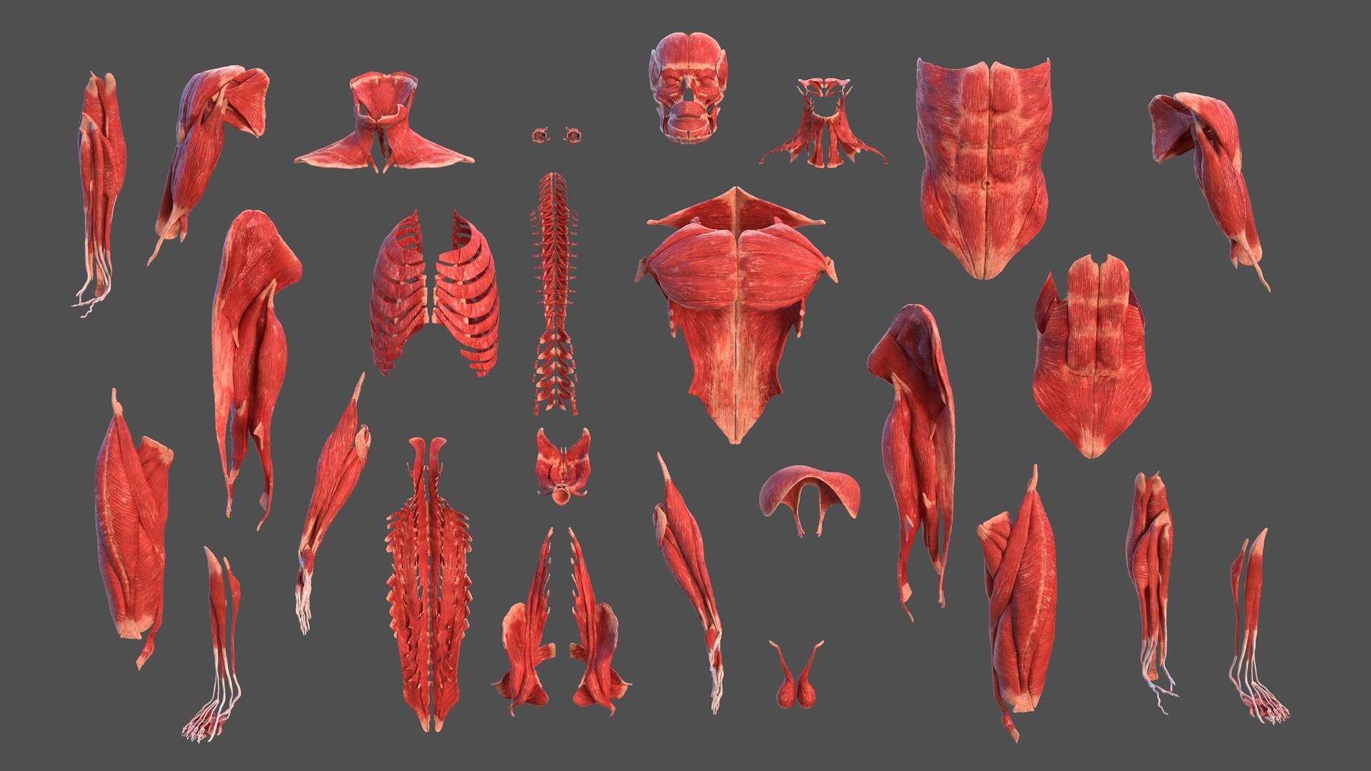 male female body anatomy 3D model https://p.turbosquid.com/ts-thumb/E7/qYydGV/tu/maleandfemalebodyanatomycollectionmb3dmodel190/jpg/1613242774/1920x1080/fit_q87/071128eeb4254a7fa382952d0bfac42a0311a9a3/maleandfemalebodyanatomycollectionmb3dmodel190.jpg
