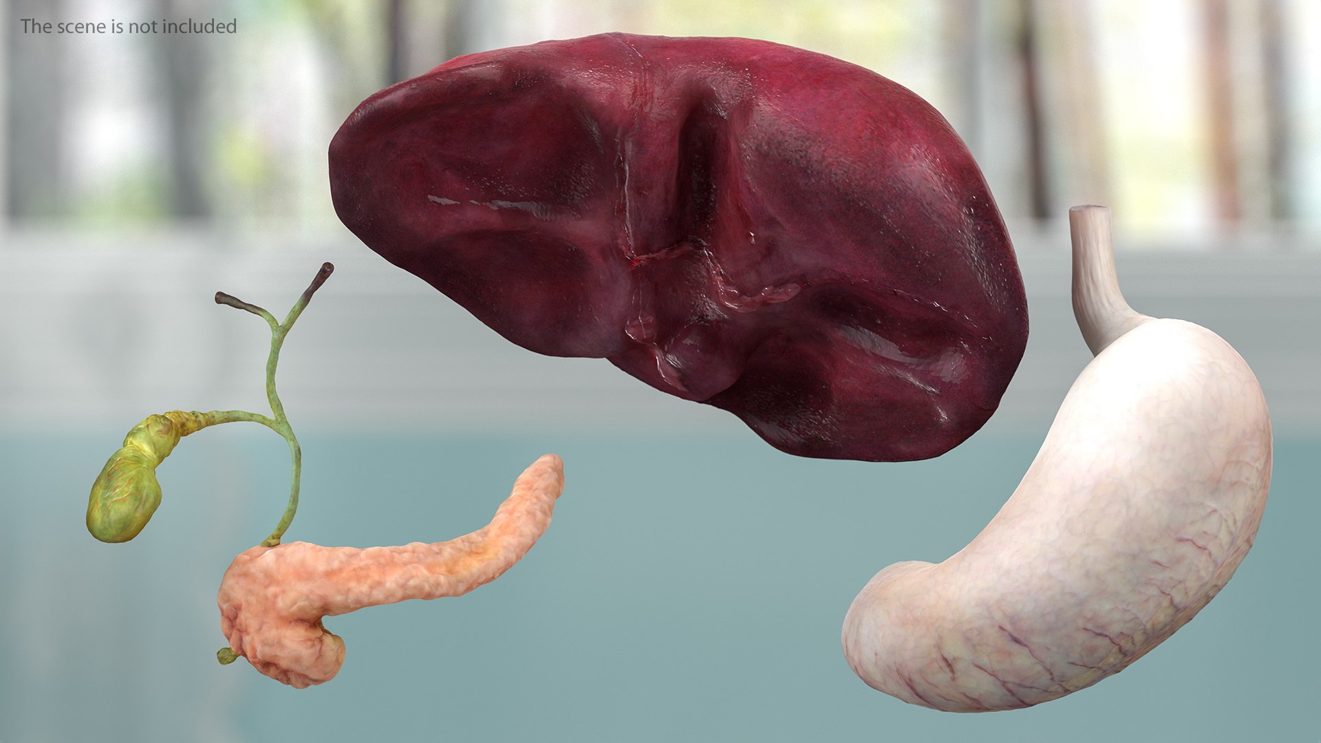 male female body anatomy 3D model https://p.turbosquid.com/ts-thumb/E7/qYydGV/u9/maleandfemalebodyanatomycollectionmb3dmodel065/jpg/1613242514/1920x1080/fit_q87/5a2a451d46cea12d8291377b1f30e0b585c44eb5/maleandfemalebodyanatomycollectionmb3dmodel065.jpg